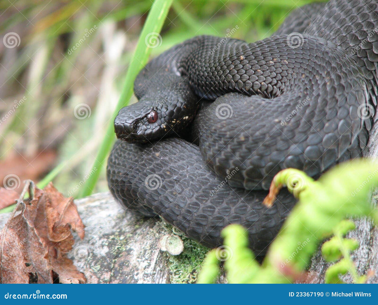 european black adder sunbathing