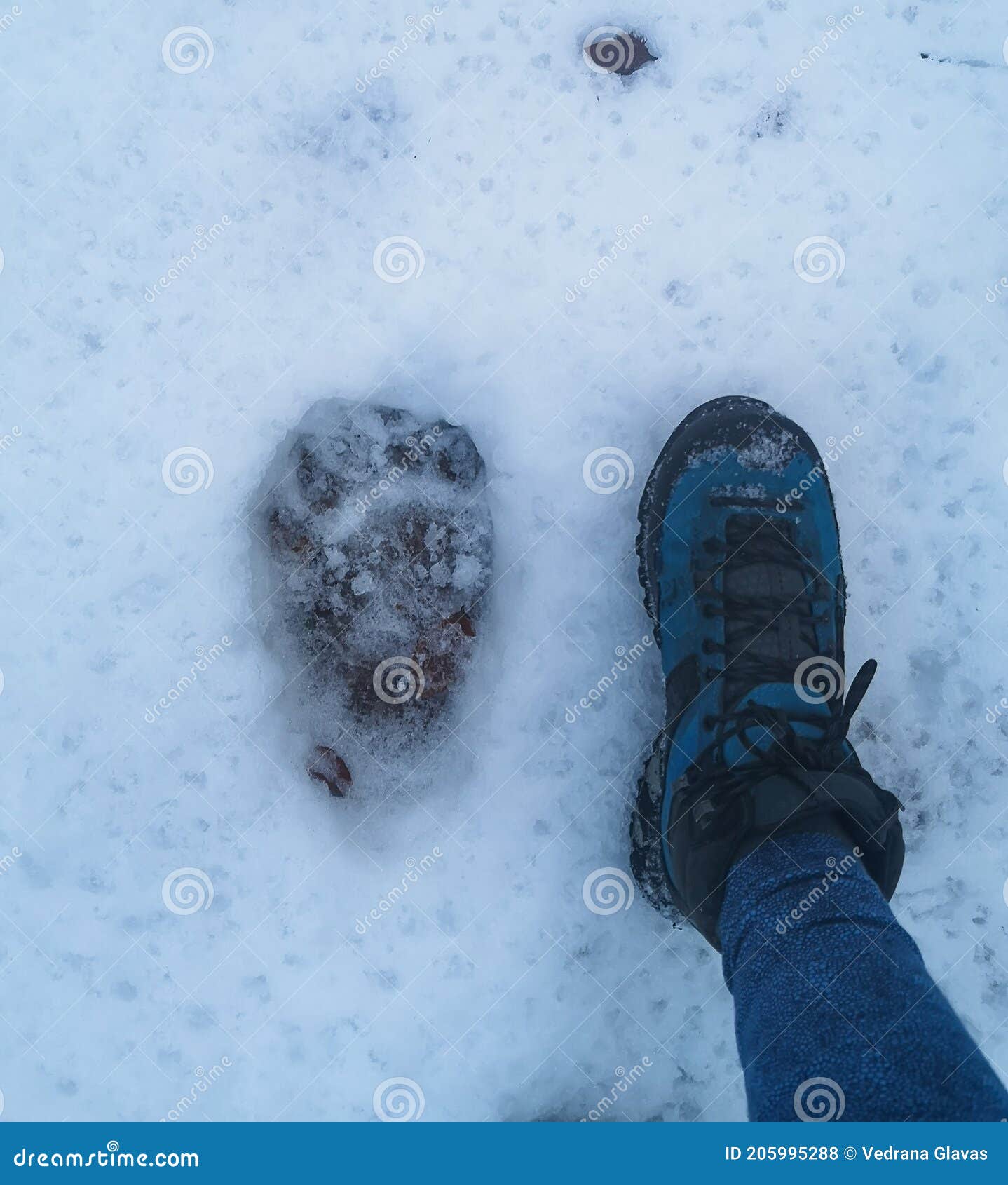 European Brown Bear Ursus Arctos Tracks Stock Photo - Image of snow ...