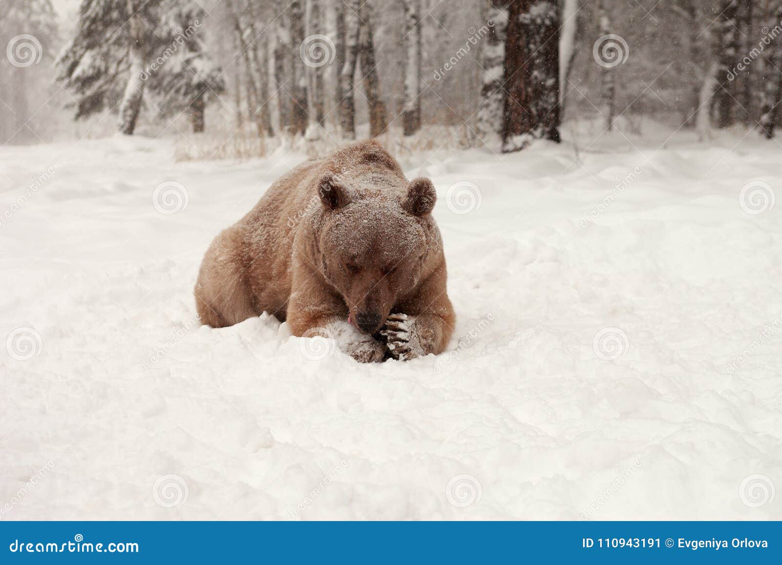 european brown bear in a winter forest