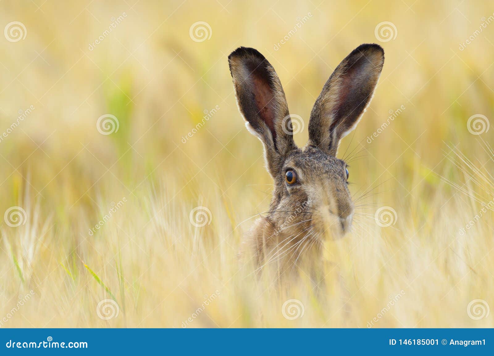 european brown hare on agricultural field in summer