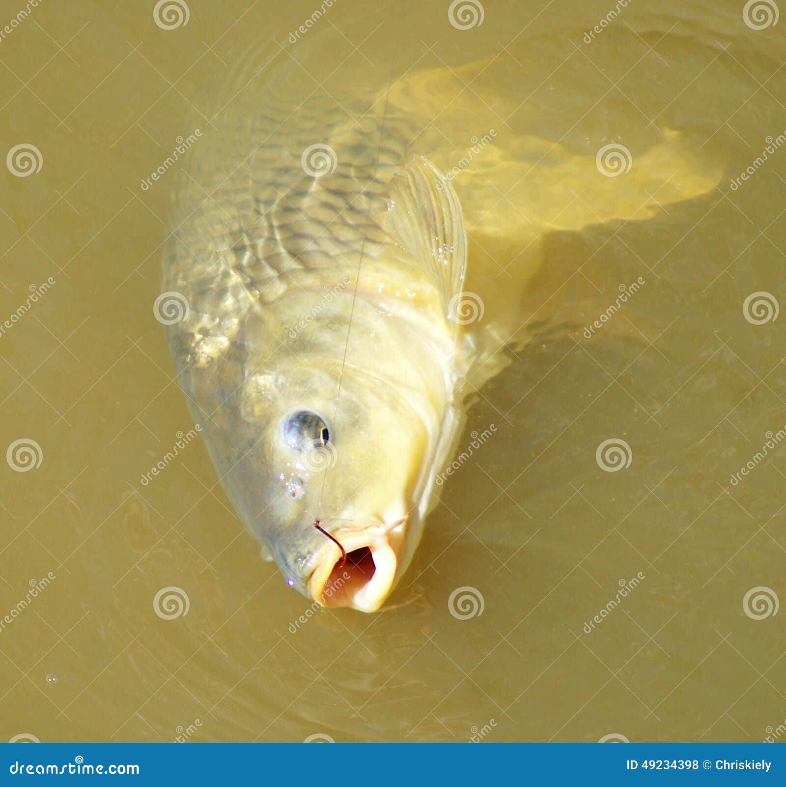 European Carp in Murray River Australia Stock Photo - Image of good,  australia: 49234398