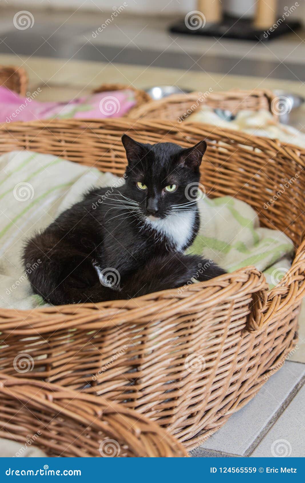 European Cat in Animal Shelter in Belgium Stock Image - Image of nand, isolated: 124565559 European Cat in Animal Shelter in Belgium Stock Image - Image of nand, isolated: 124565559