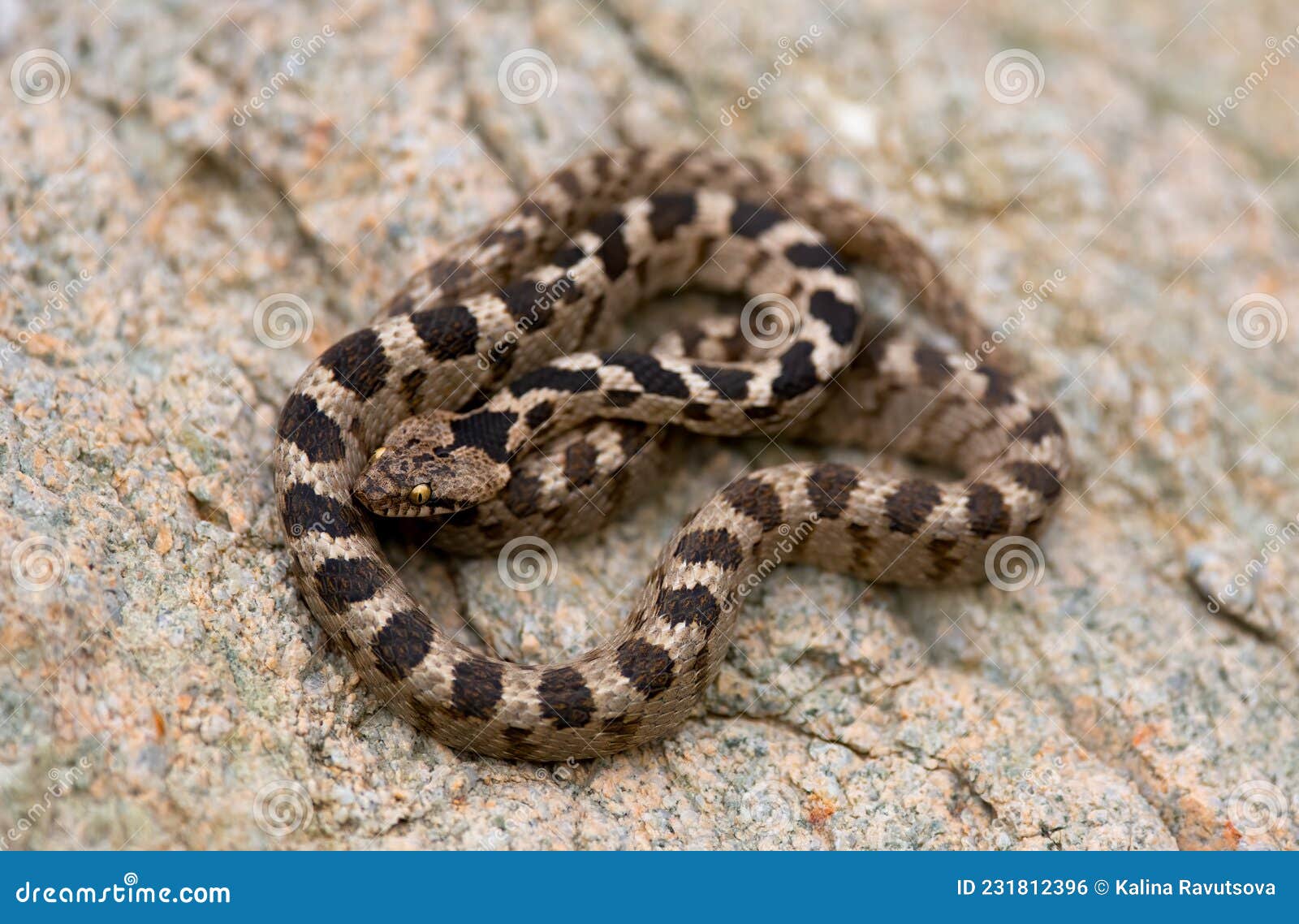 european cat snake telescopus fallax, also known as the soosan snake, on a rock