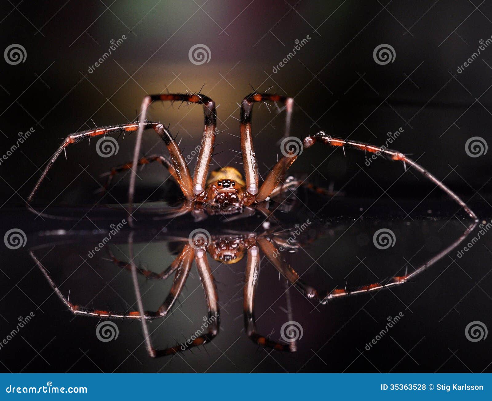 european cave spider meta menardi 2