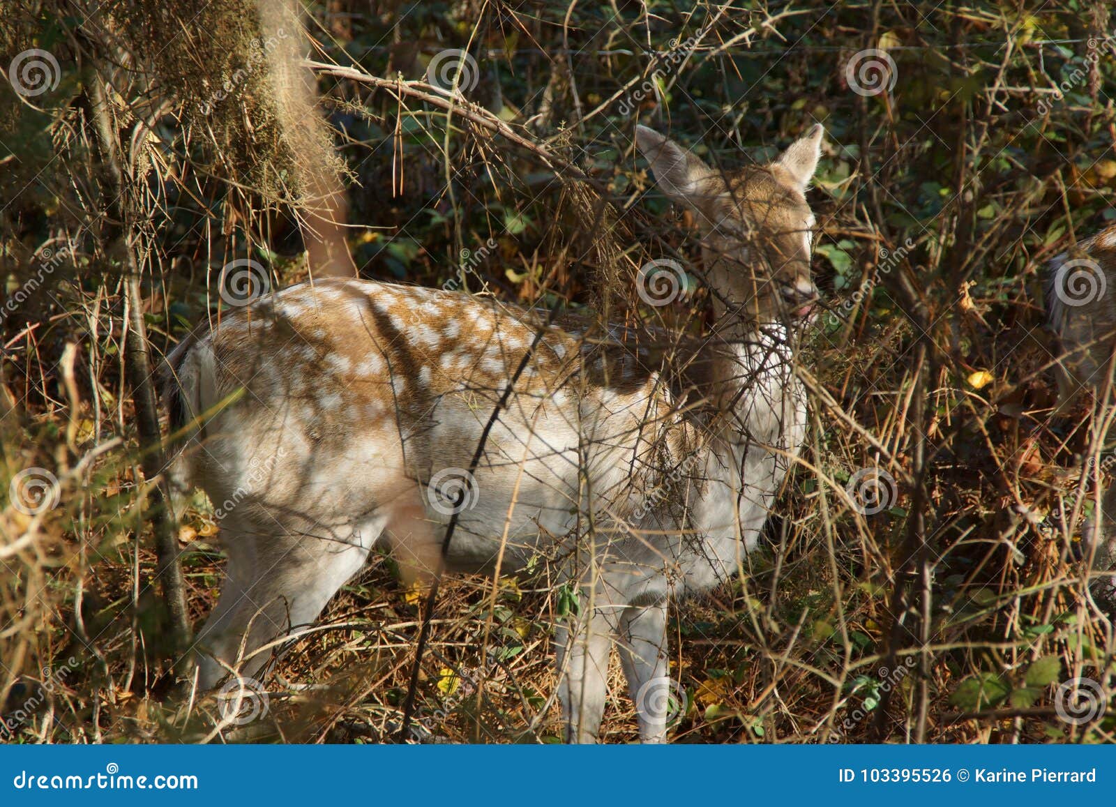 the european deer crowned crowned is a mammifÃÂ¨reartiodactyle ruminating of the family of cervids, male carrying big flat and web