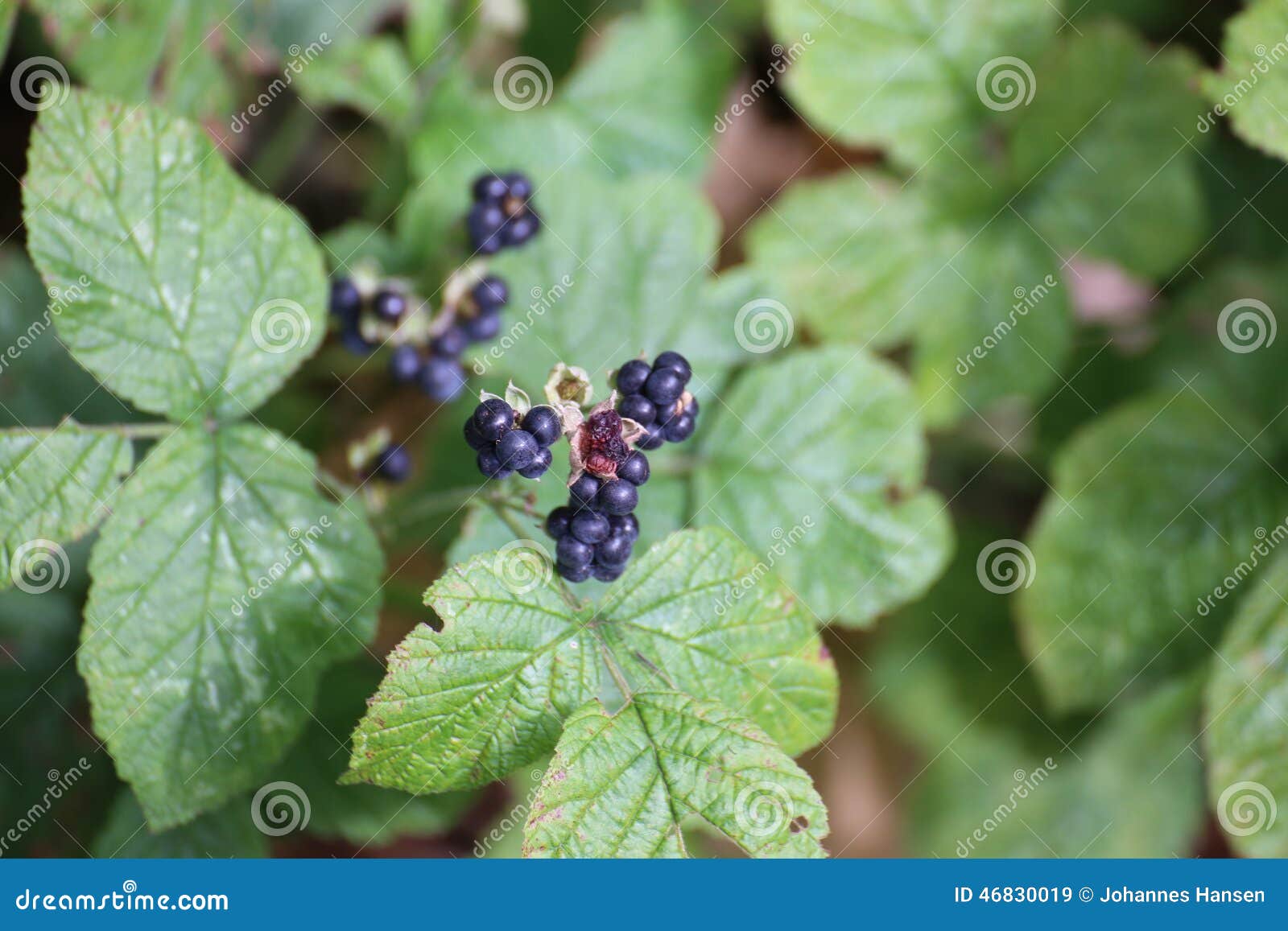 4,676 Dewberry Plant Stock Photos Free & RoyaltyFree Stock Photos