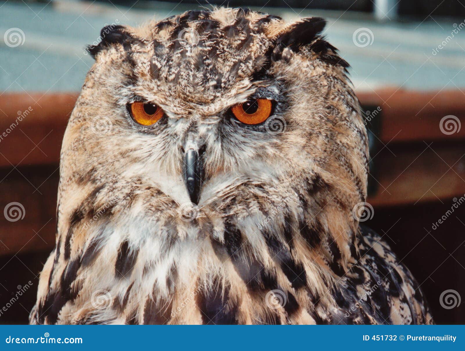 European Eagle Owl stock photo. Image of power, authority - 451732