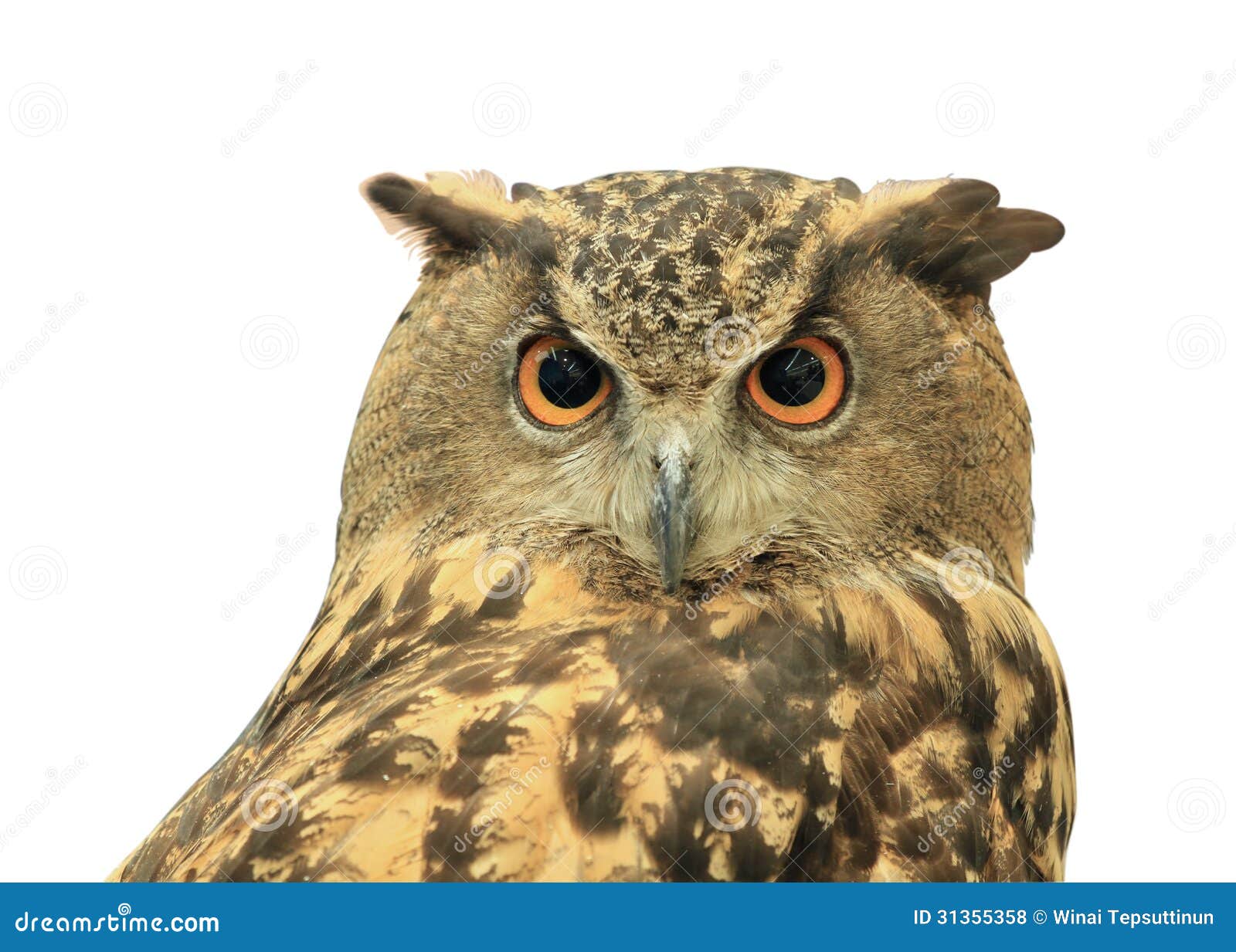 European eagle owl stock photo. Image of european, bird 31355358