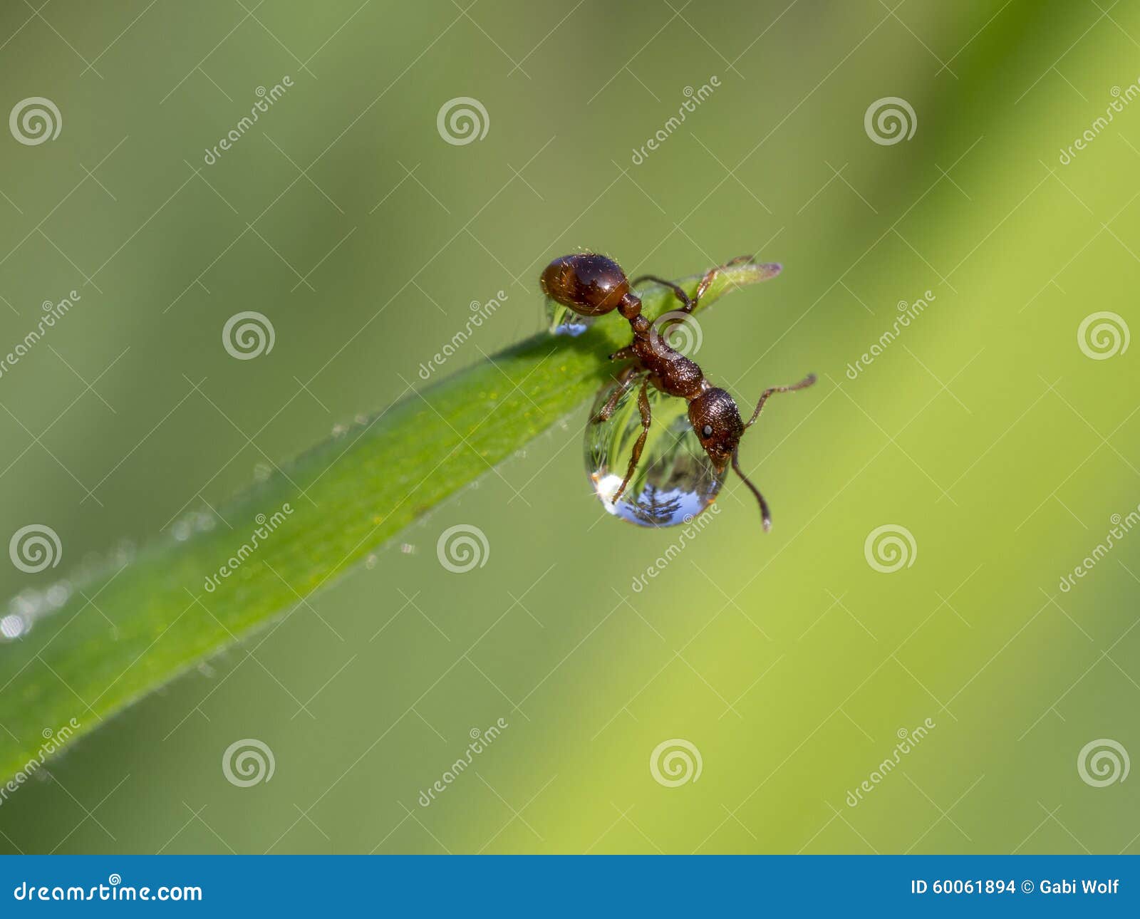 European Fire Ant on a Water Drop Stock Photo Image of close, drop