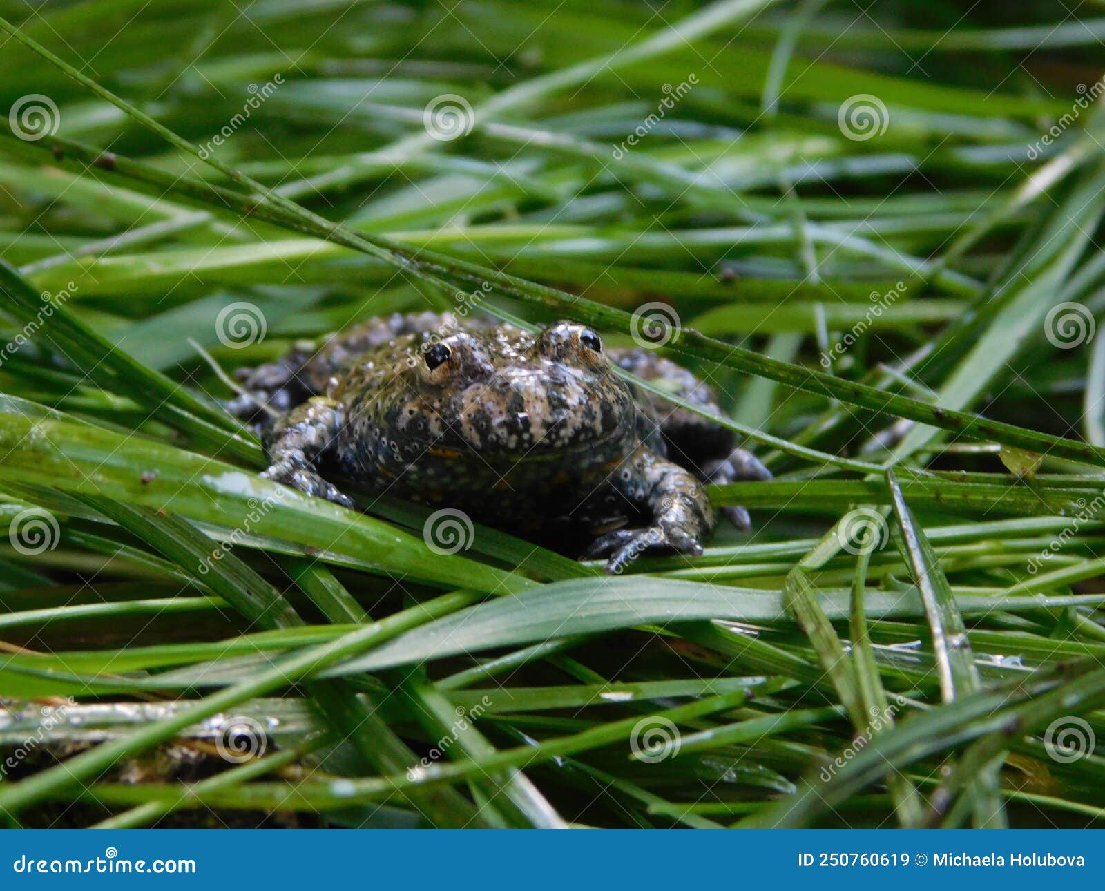 Fire belly toad in a trap stock image. Image of environment - 250760619