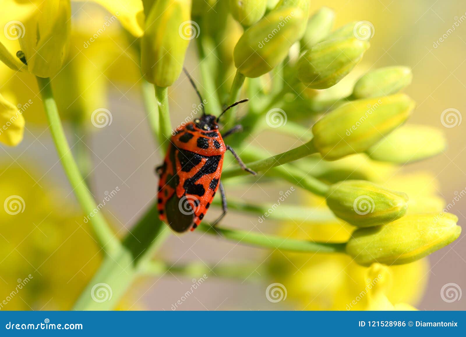 european firebug on seed flower
