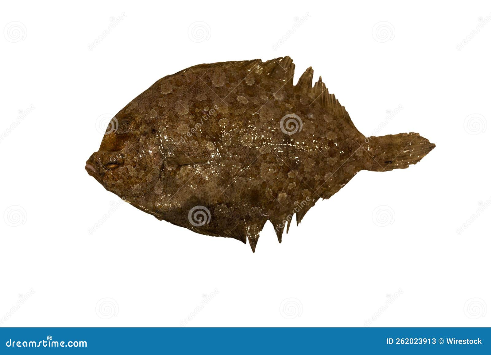 European Flounder Fish Isolated on a White Backg Stock Image Image of