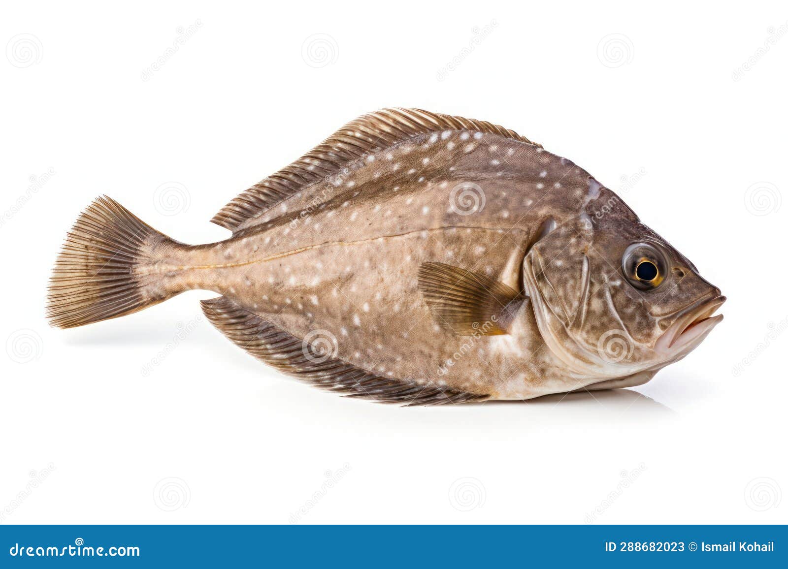 European Flounder Fish On A White Background, Created By Generative AI