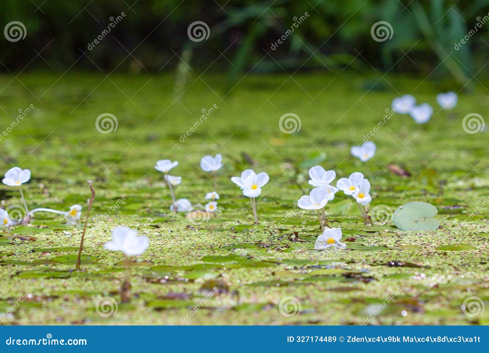 european frog-bit (hydrocharis morsus-ranae) blooming vegetation on the pond surface