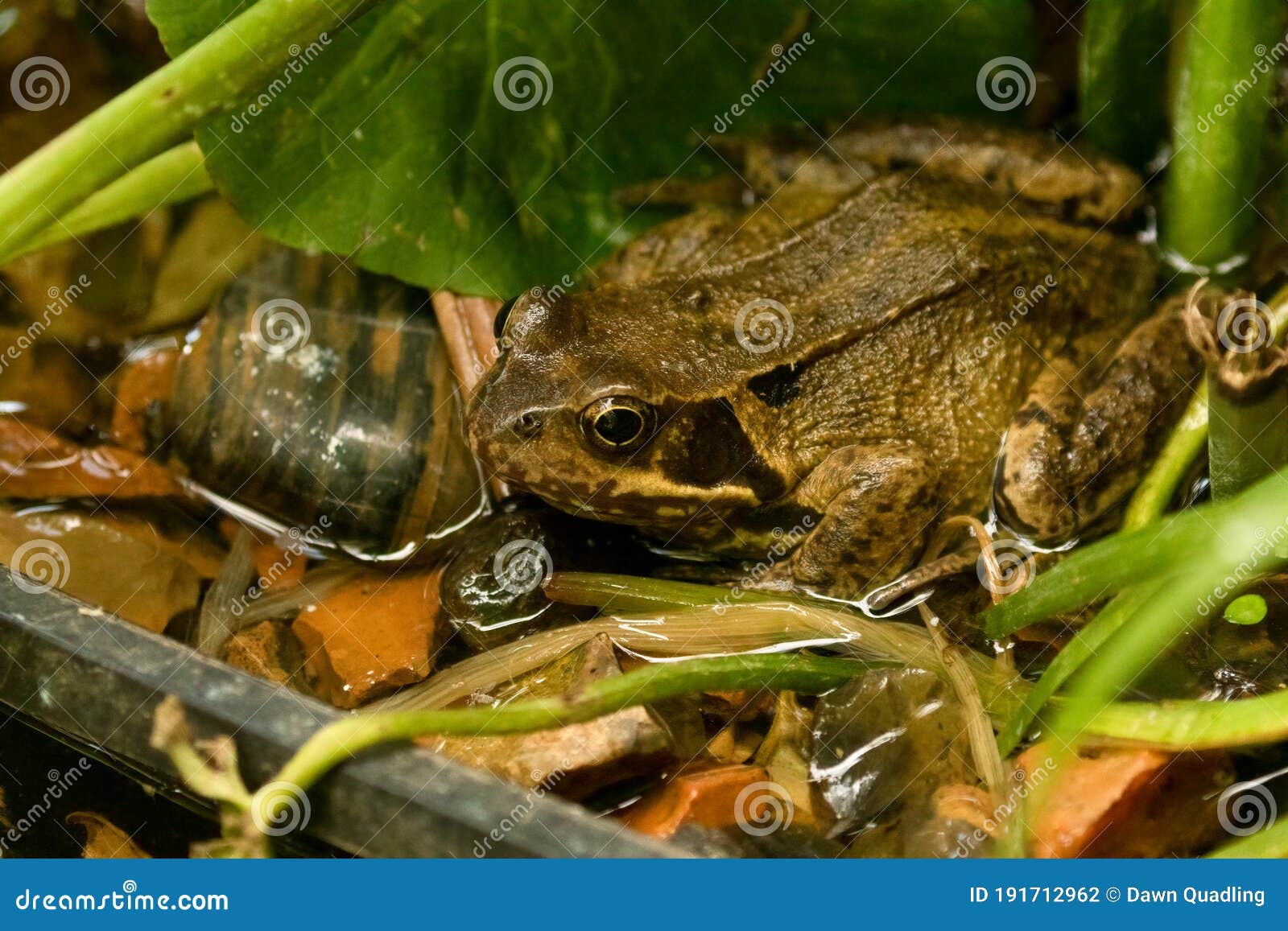 european frog, rana temporaria, real poser in my garden pond in the marsh marigolds