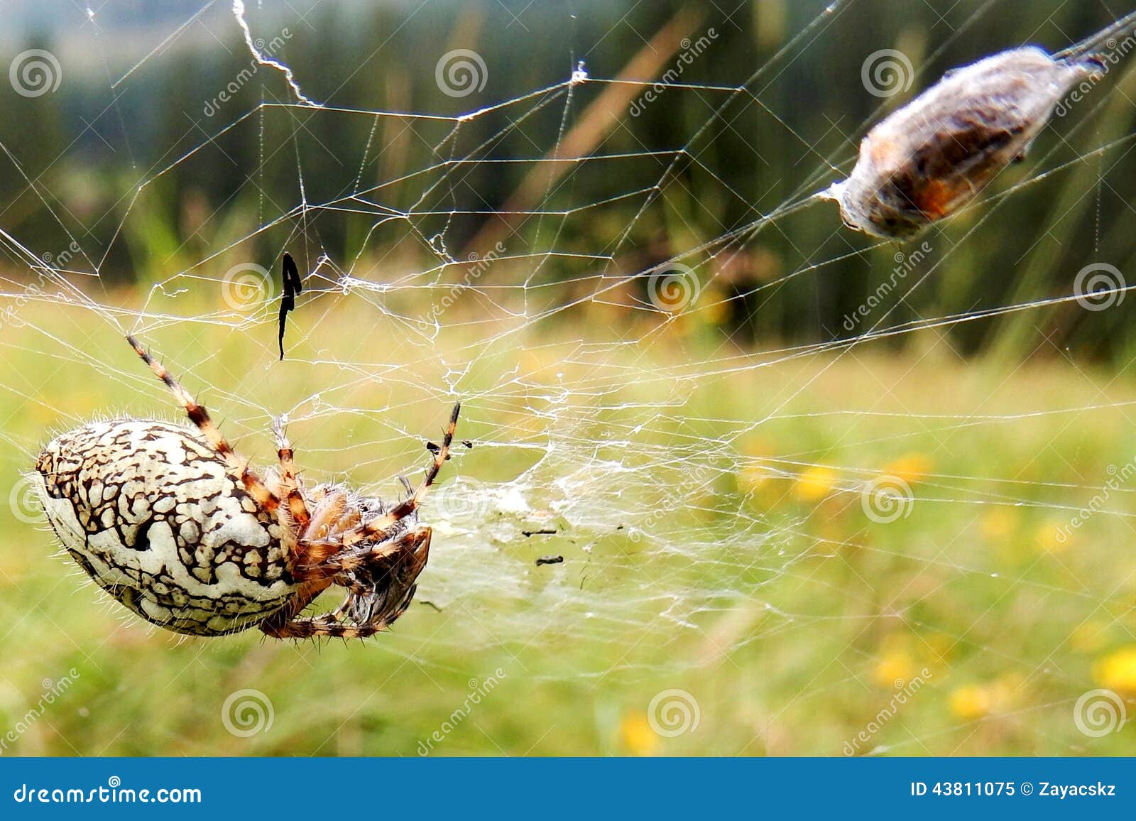European Garden Spider Araneus Diadematus With Fly Bound In