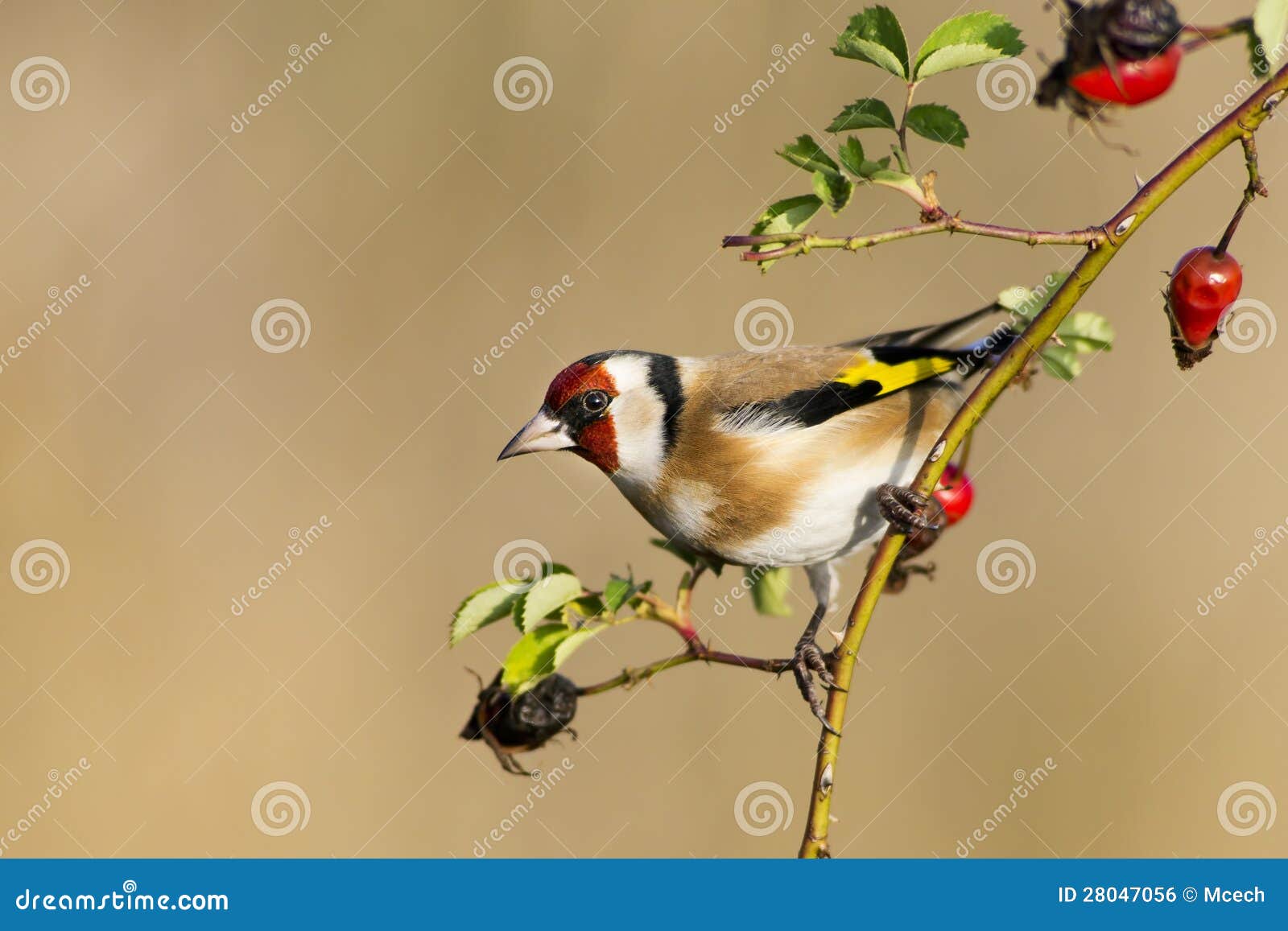 european goldfinch