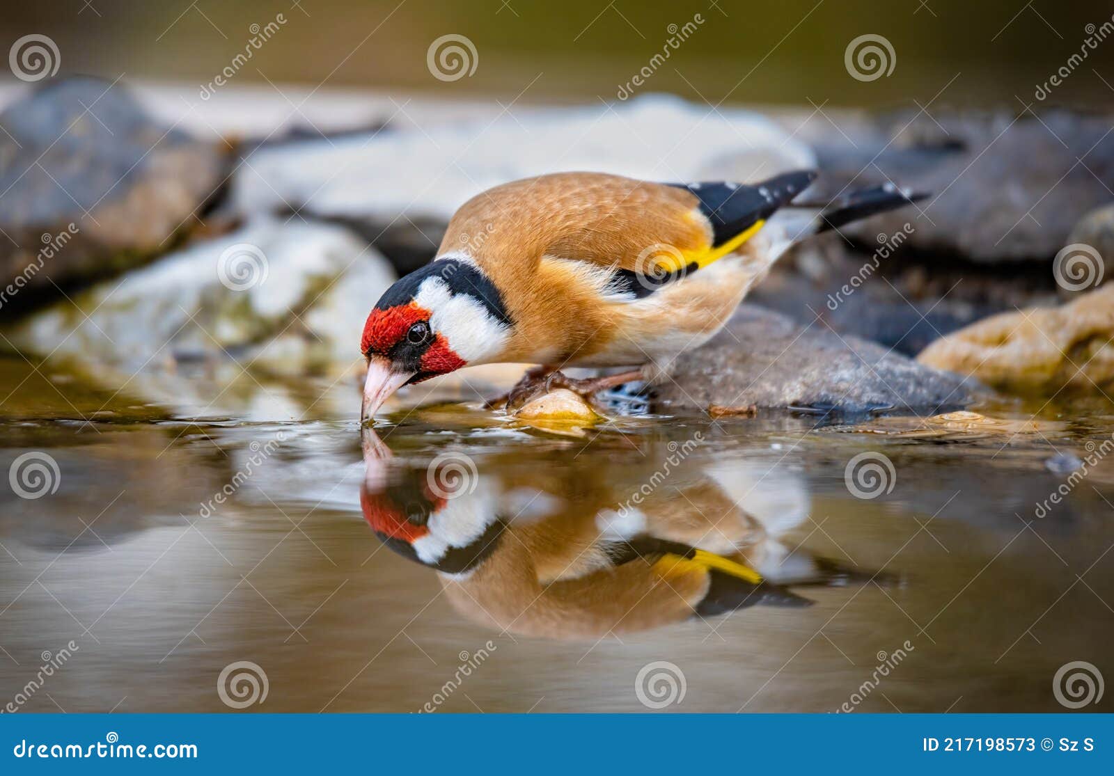 10,113 Bird Drinking Water Stock Photos - Free & Royalty-Free Stock Photos  from Dreamstime