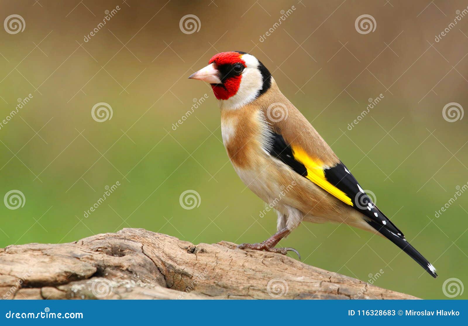 european goldfinch carduelis carduelis
