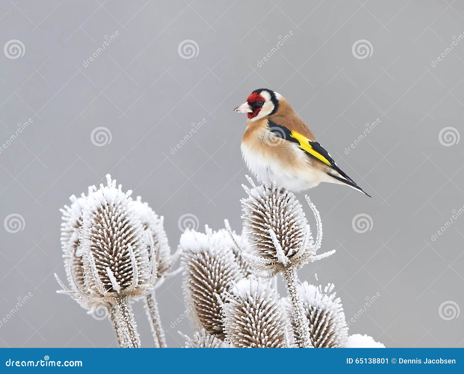 european goldfinch (carduelis carduelis)