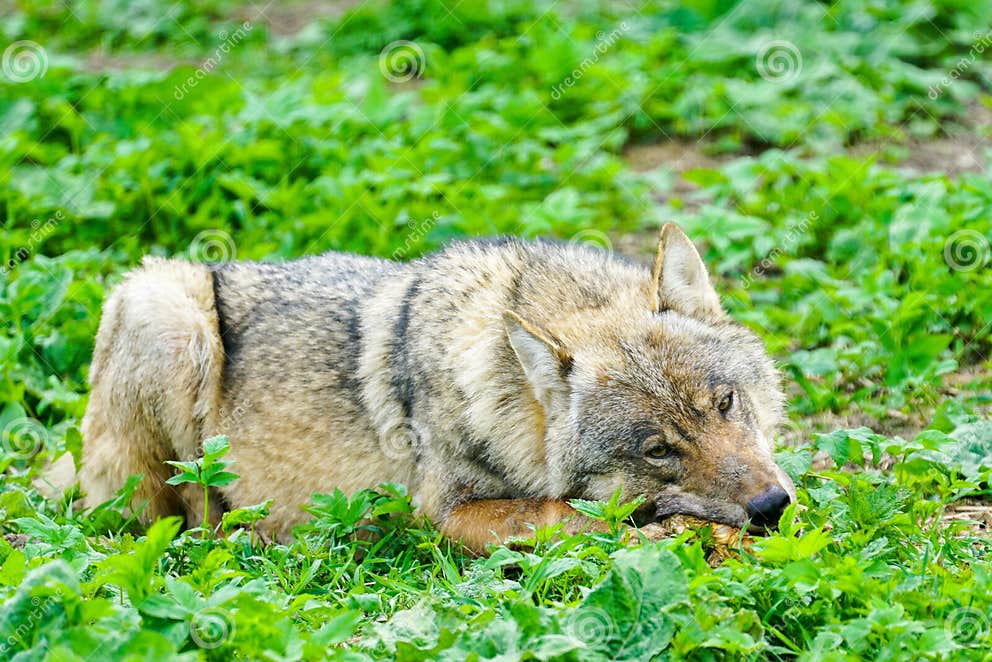 European Gray Wolf Eats Meat in a Natural Environment in the Forest