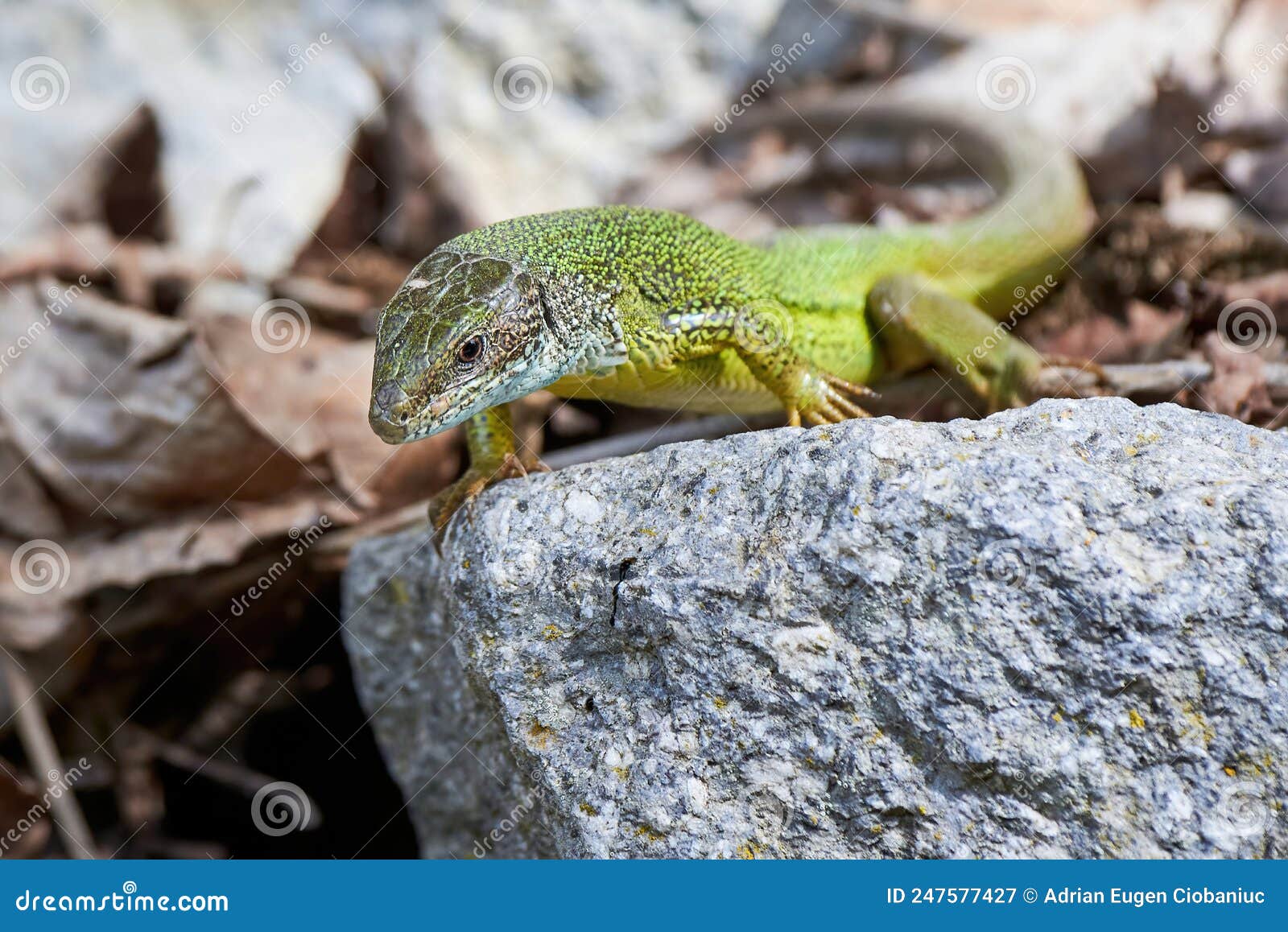 European Green Lizard Closeup Stock Image Image of quick, europe
