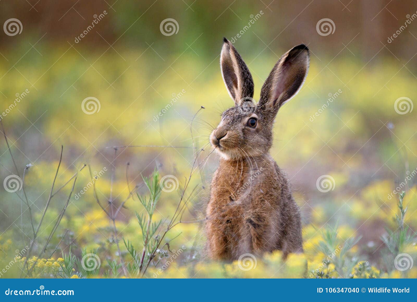 european hare stands in the grass and looking at the camera