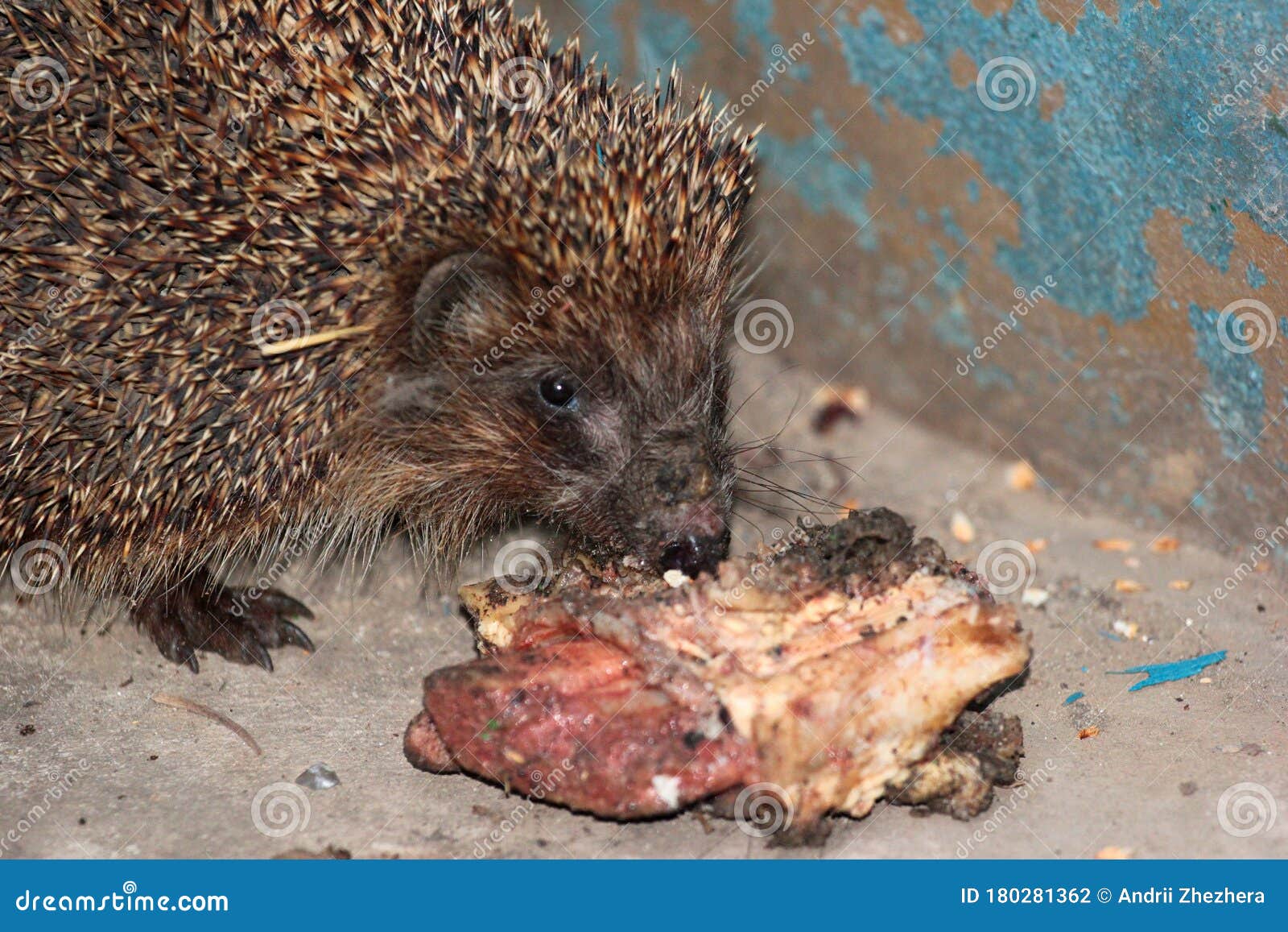 European Hedgehog Eating Piece of Meat Stock Photo Image of hungry