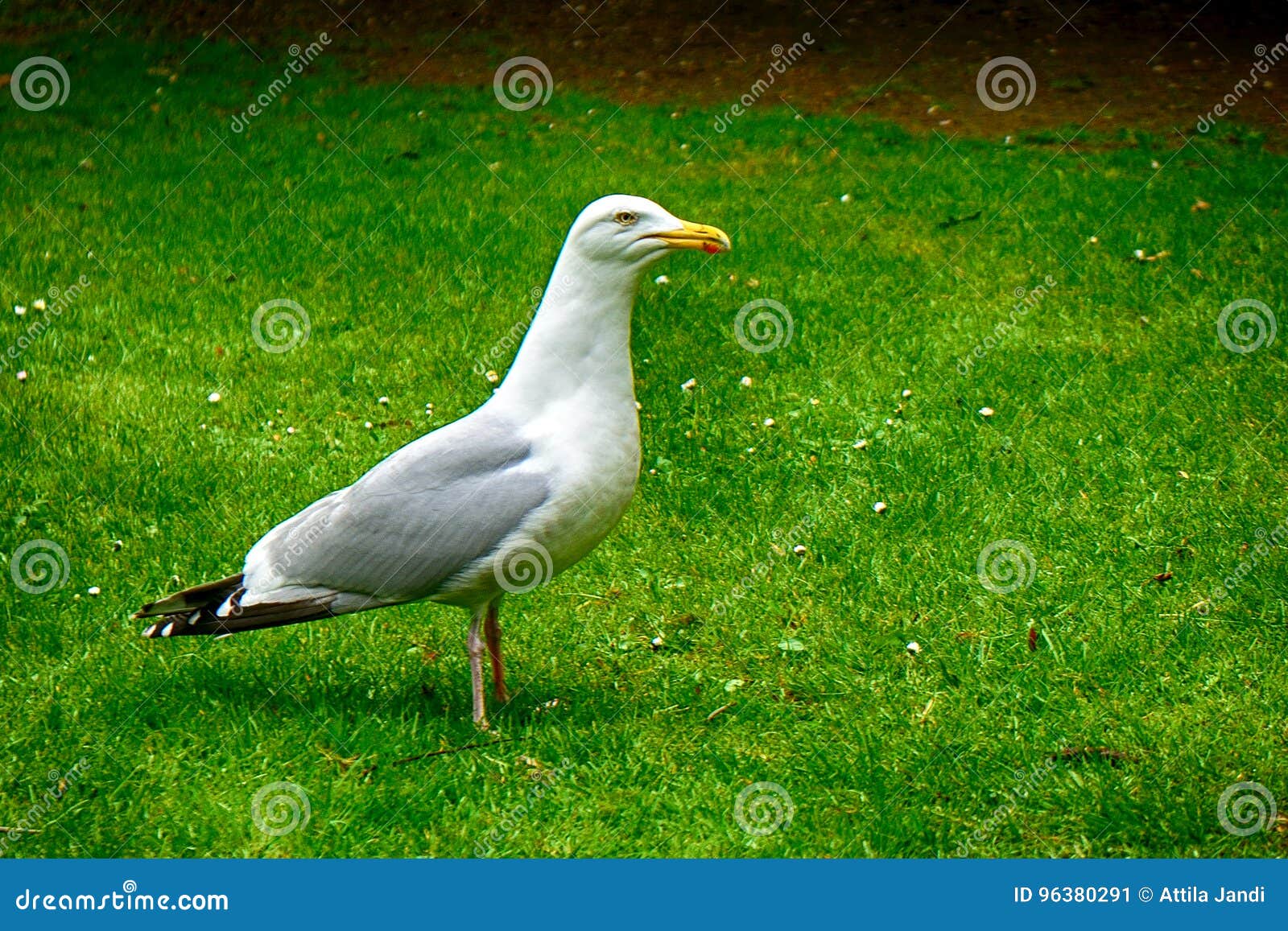 European Herring Gull, Dublin, Ireland Stock Image Image of gull