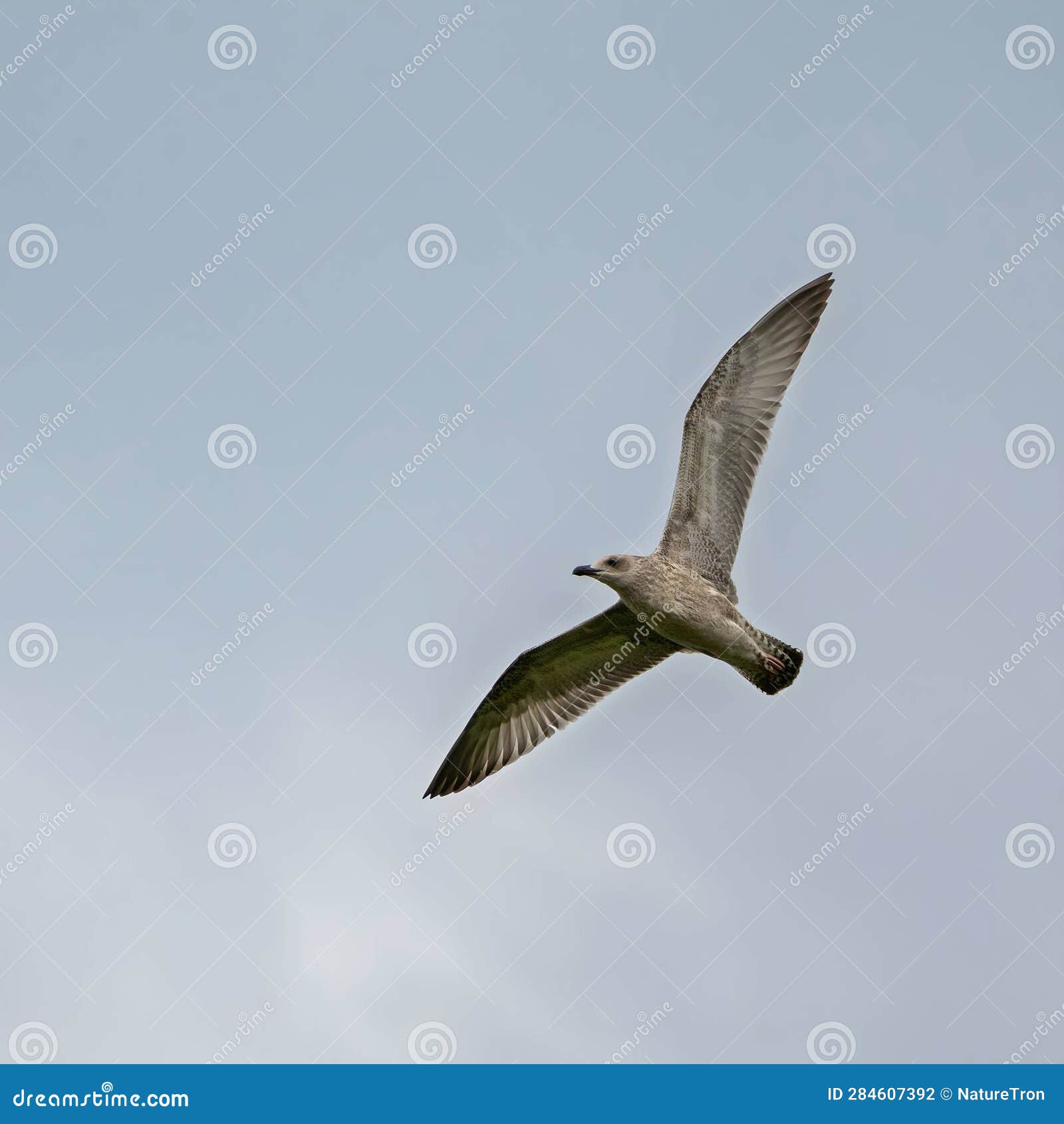 european herring gull in flight against the sky