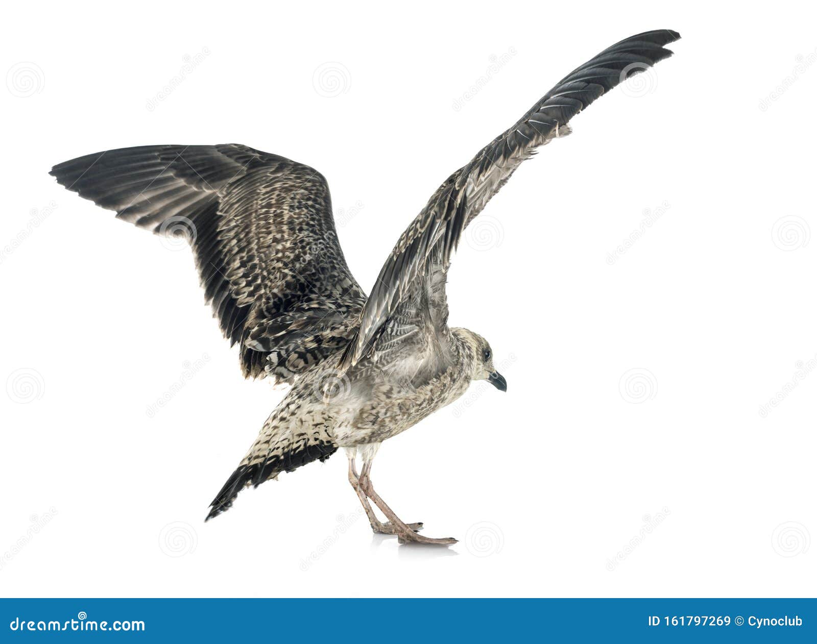 European herring gull stock image. Image of gull, fledgling 161797269