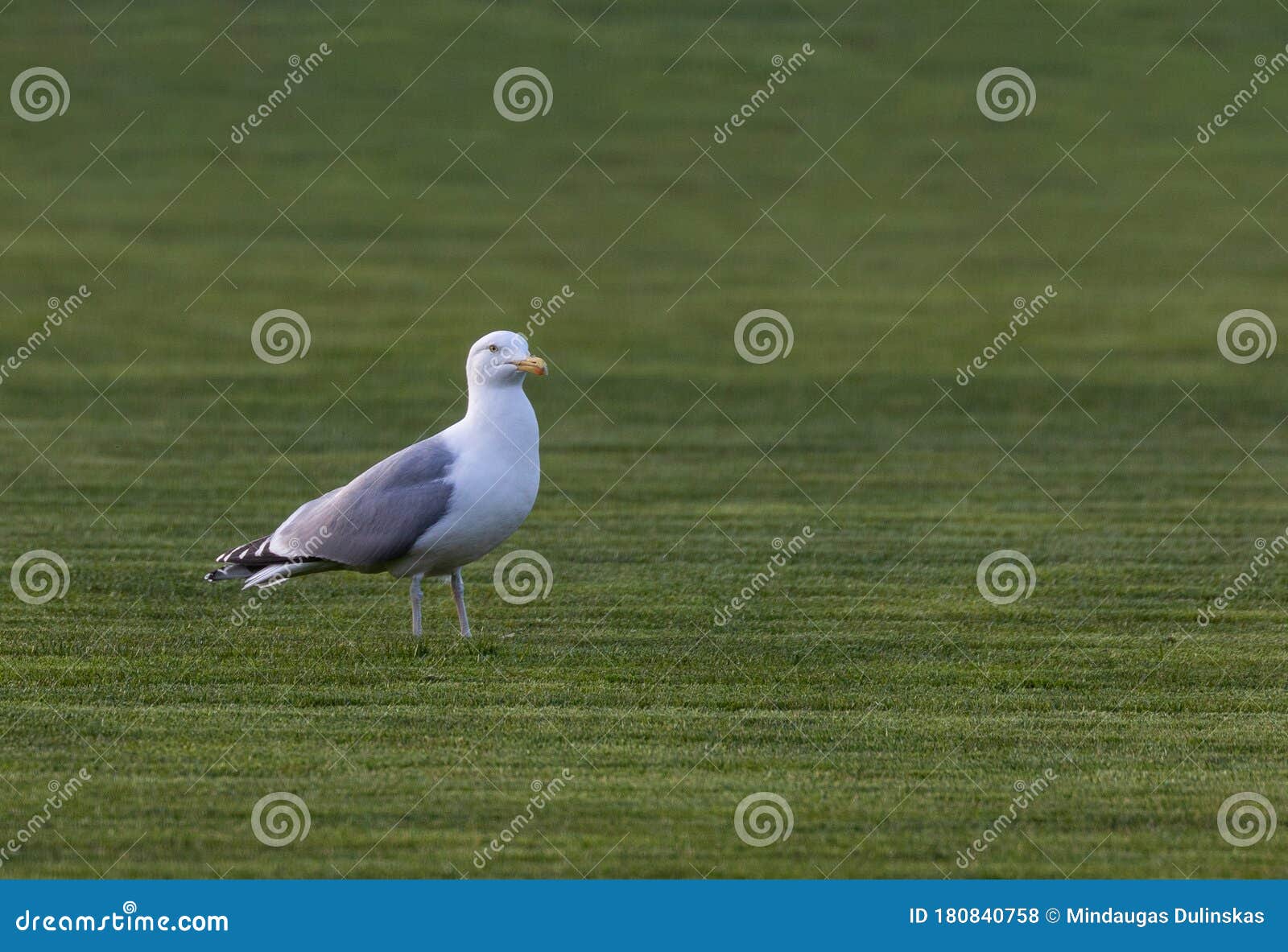 European Herring Gull on the Green Grass Stock Photo Image of beauty, beautiful 180840758