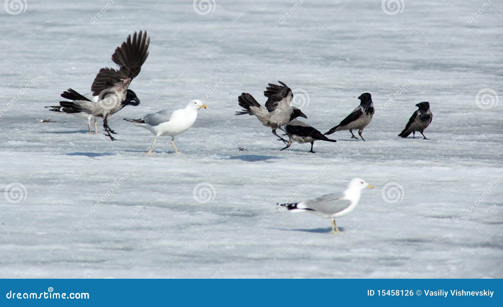 European Herring Gull, Larus Argentatus Stock Photo Image of habitat