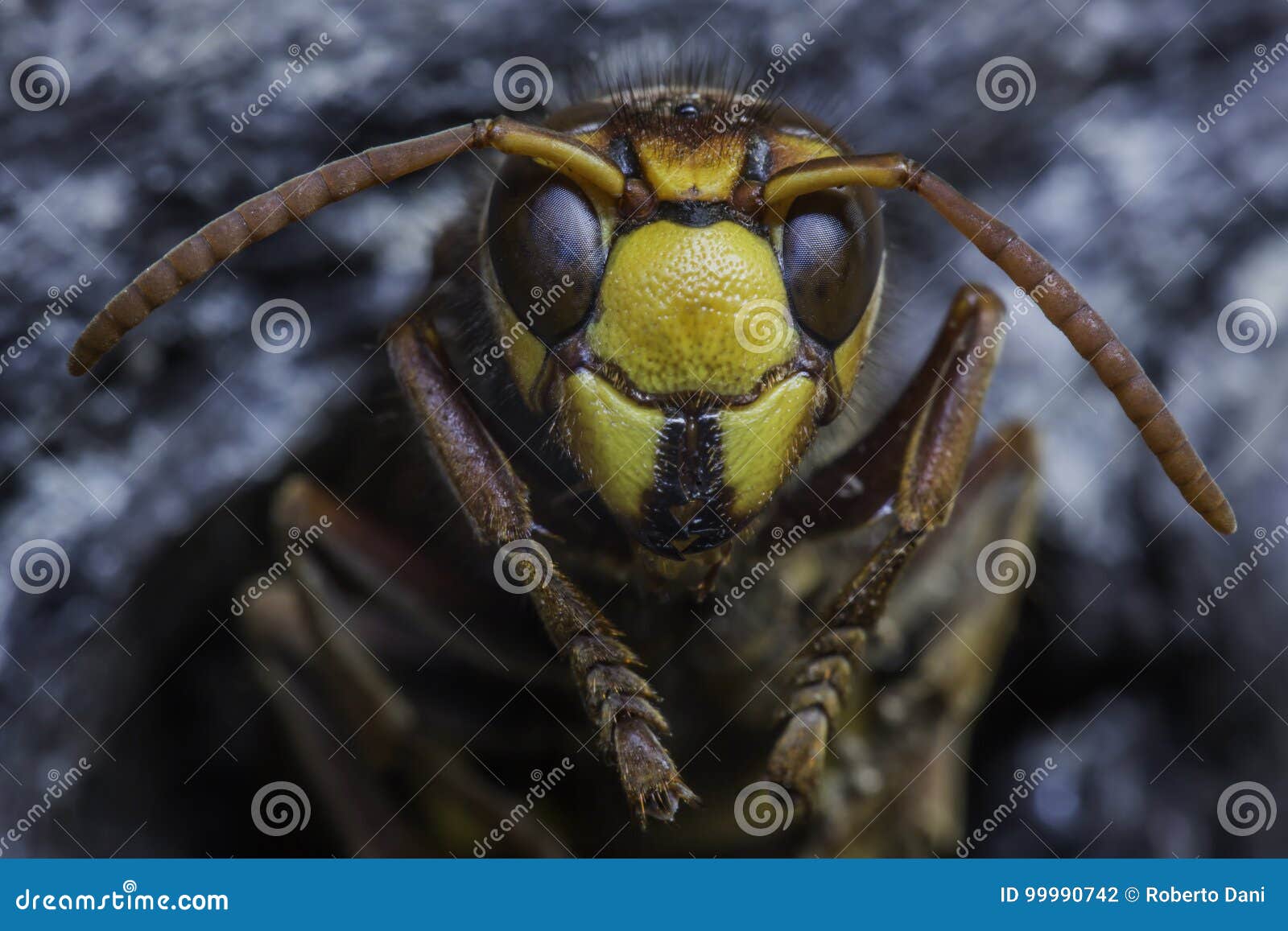 european hornet