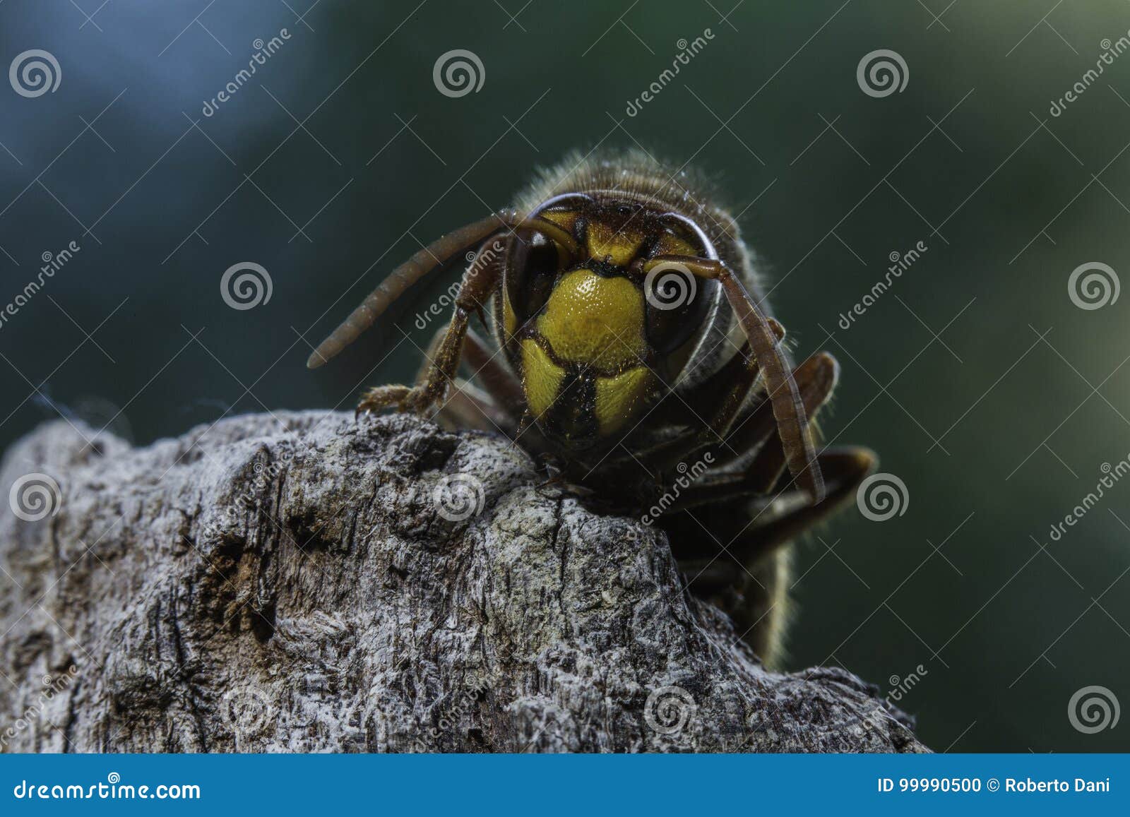 european hornet