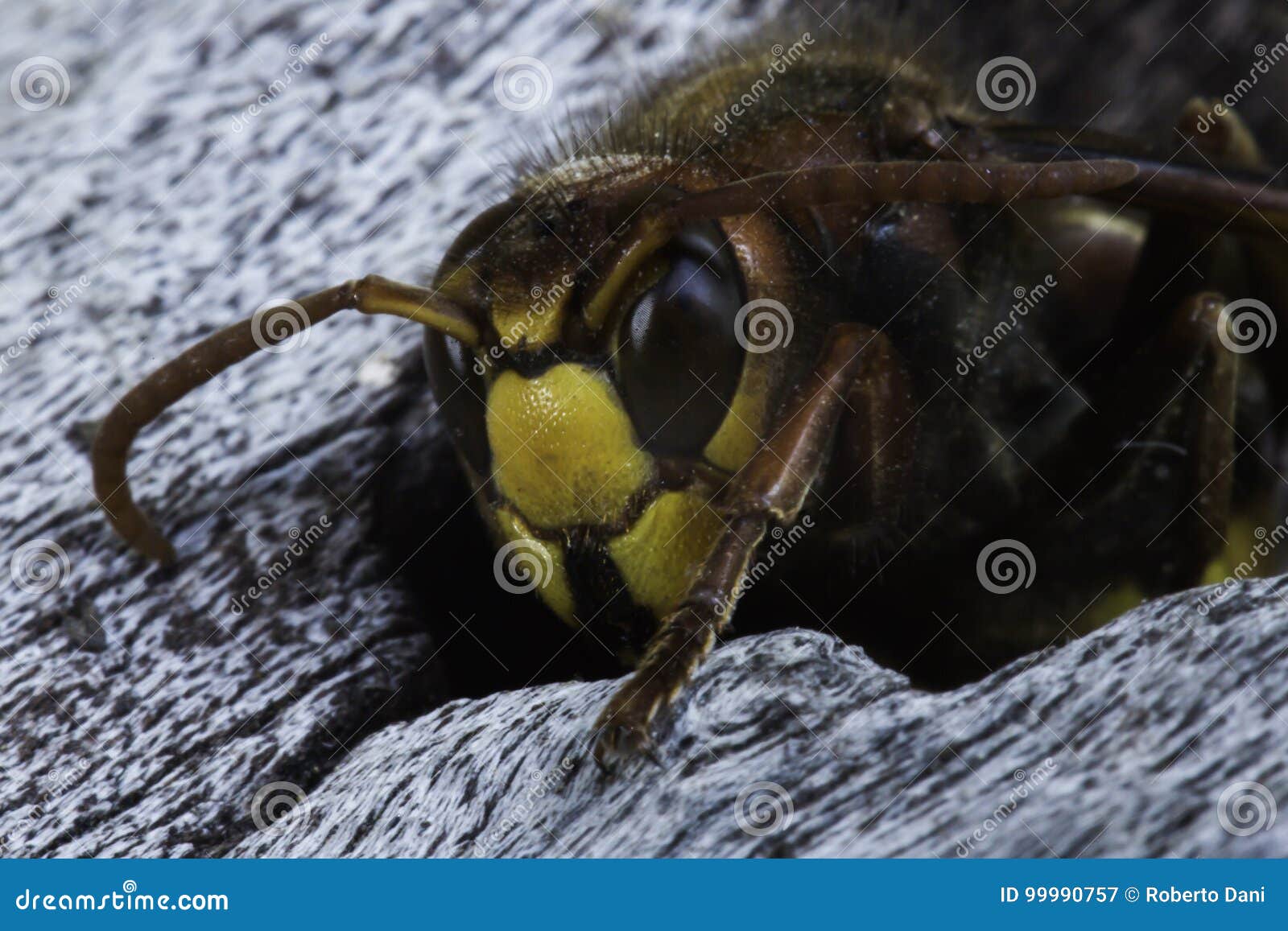 european hornet