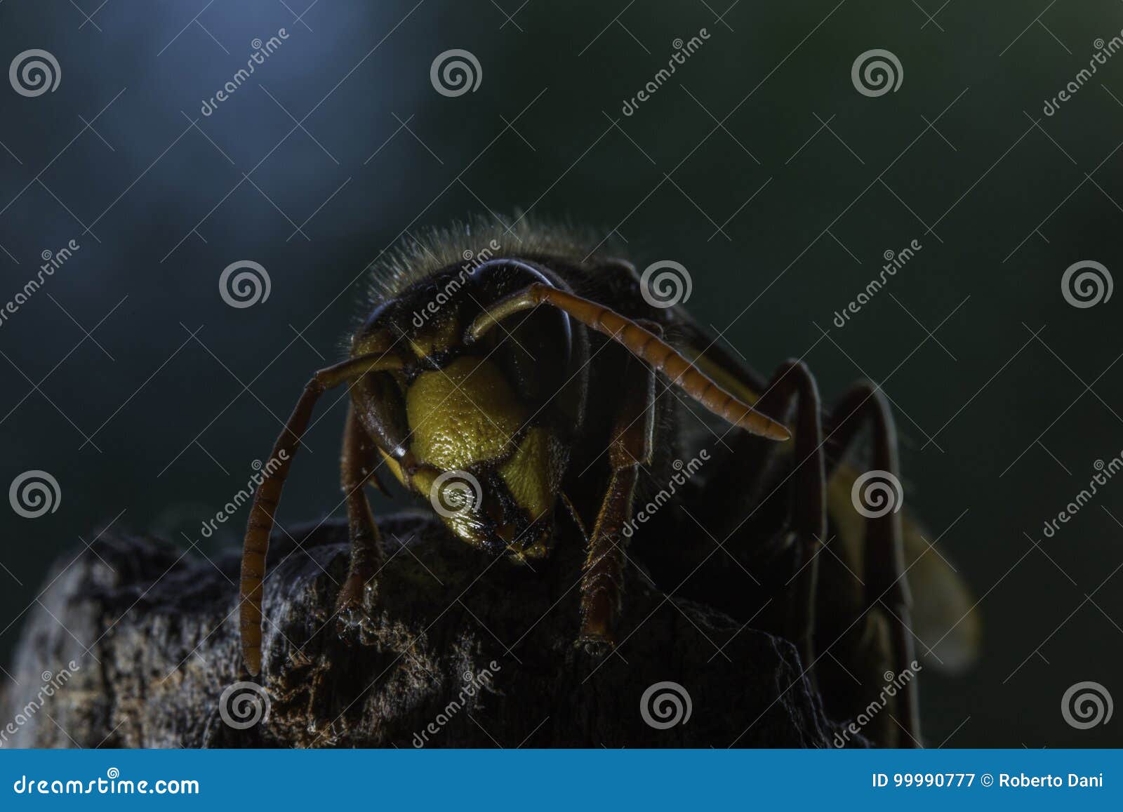 european hornet