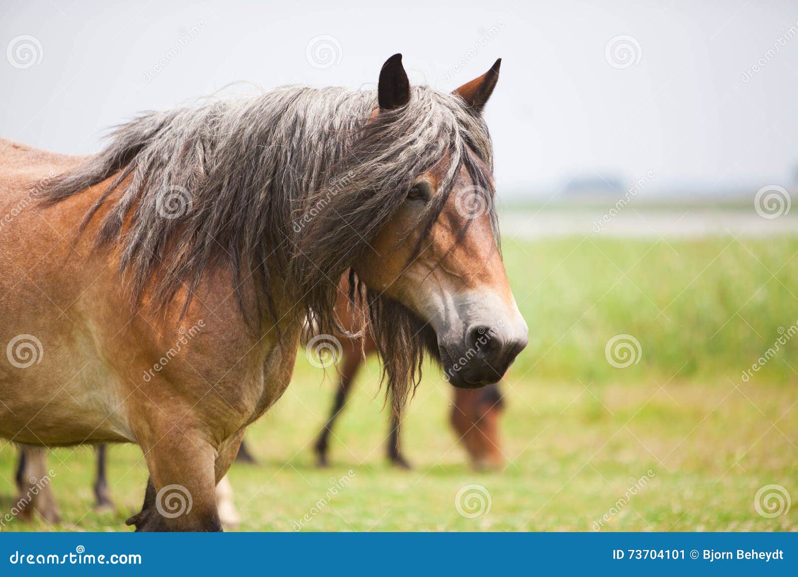European horse stock image. Image of clouds, cloudy, mare 73704101