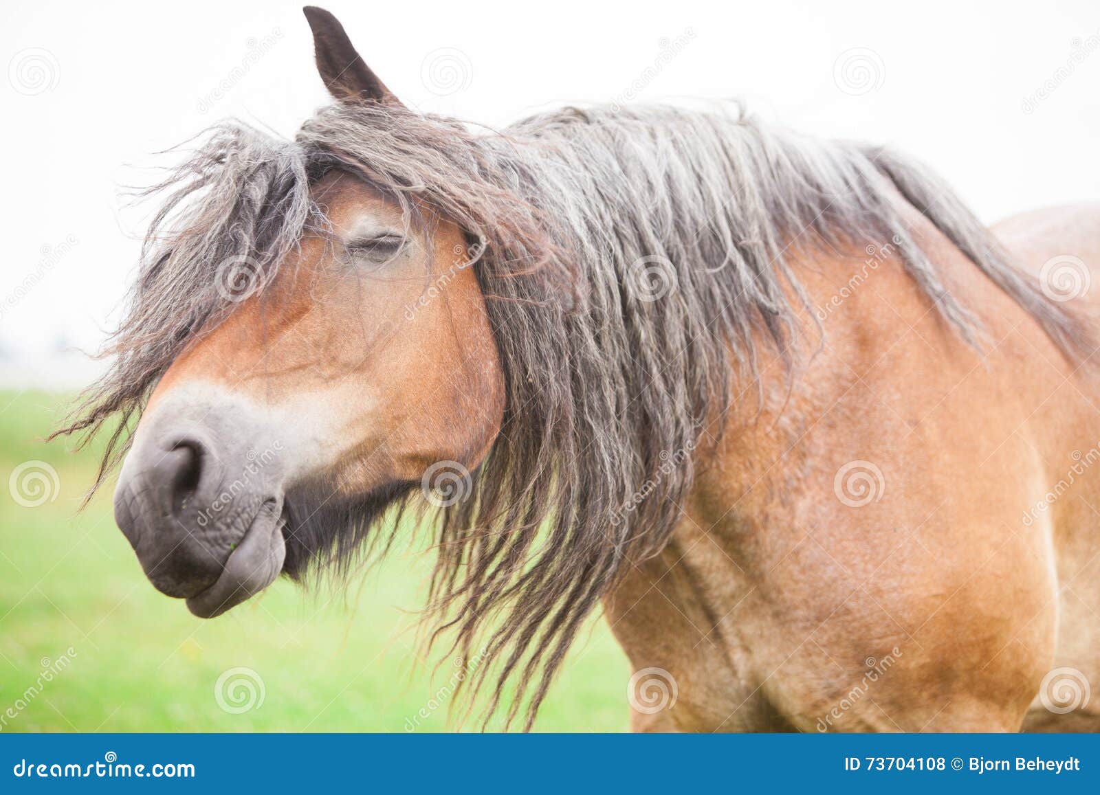 European horse stock photo. Image of closeup, closeups 73704108