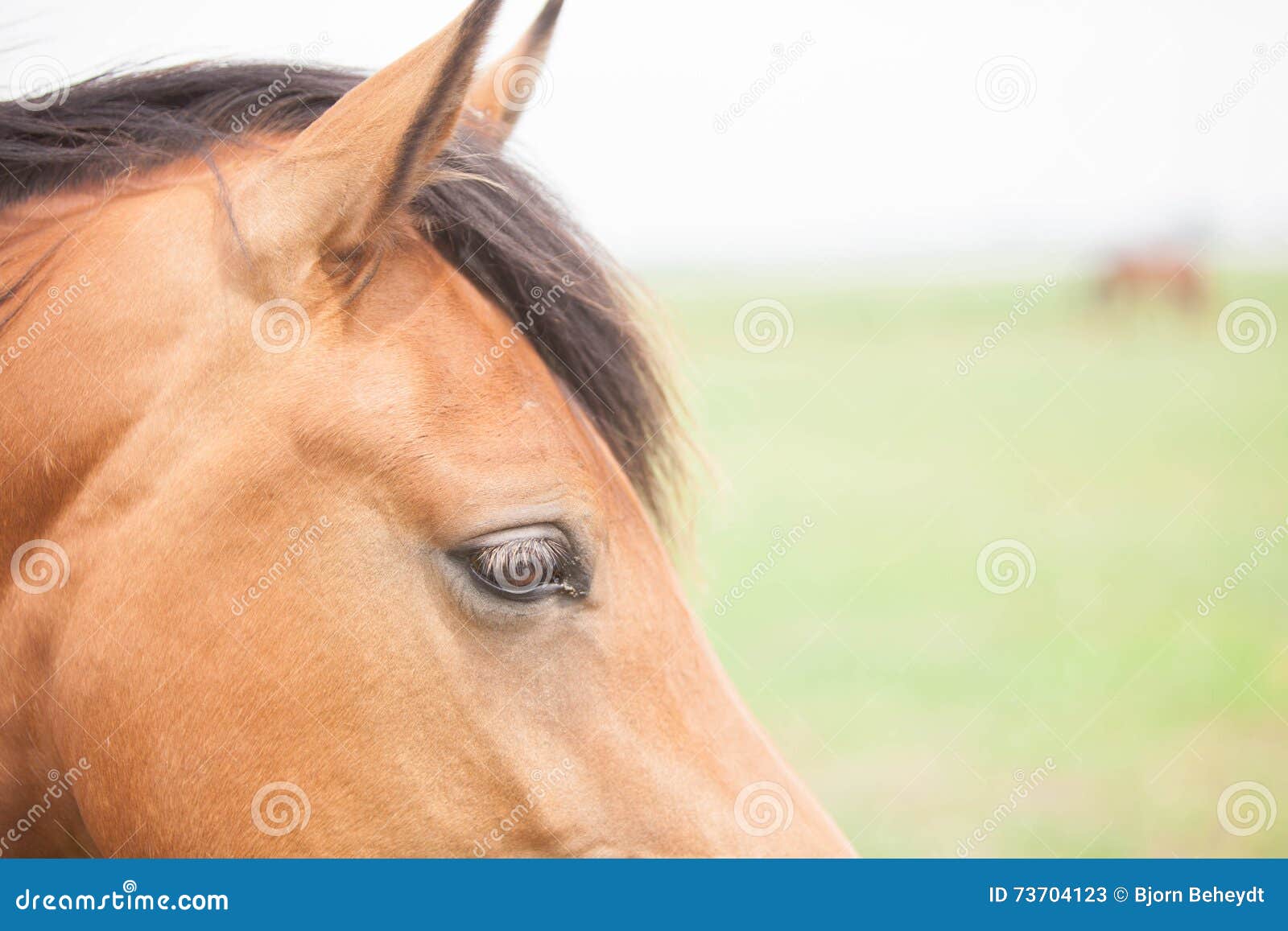 European horse stock image. Image of daylight, cloud 73704123