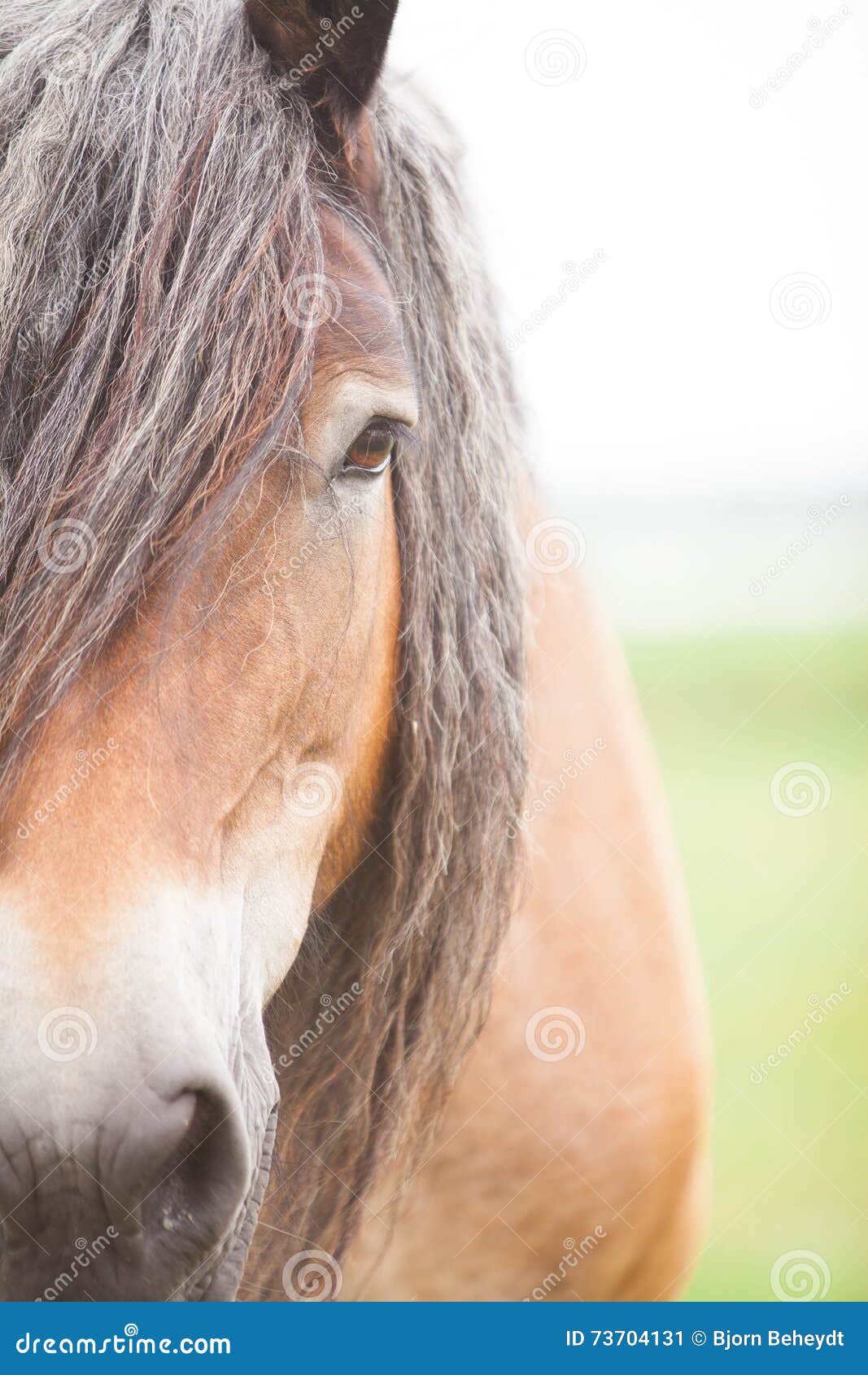 European horse stock image. Image of exteriors, horse 73704131