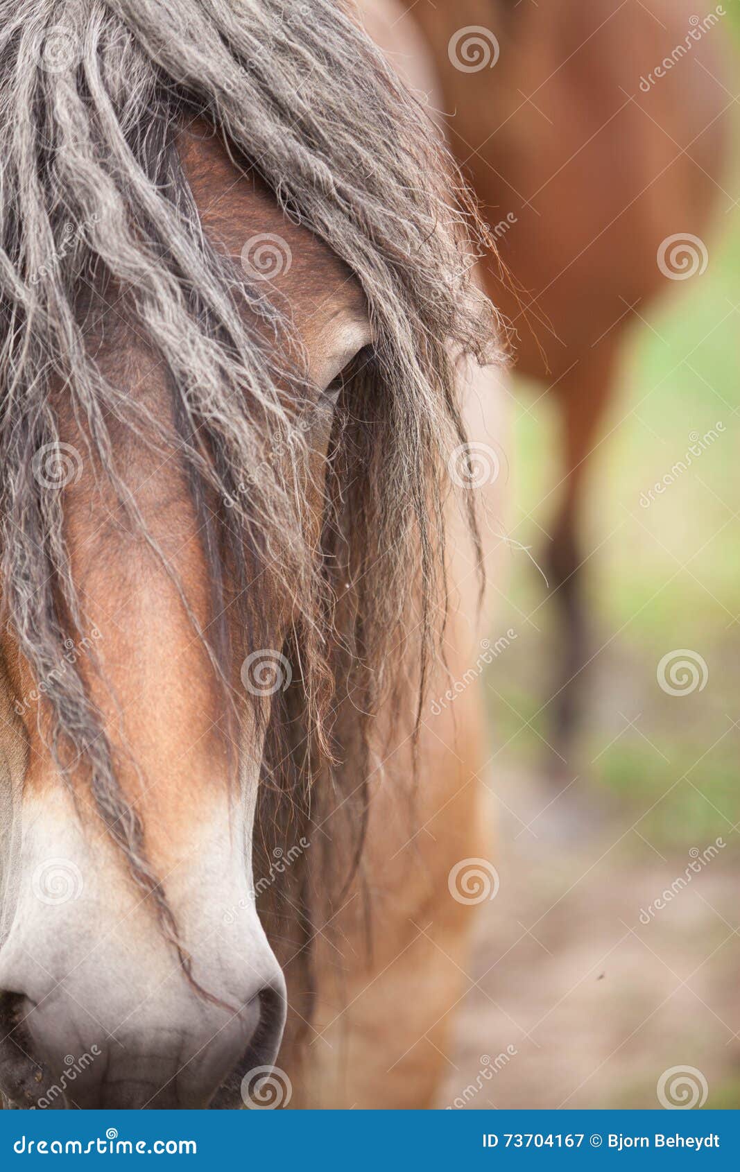 European horse stock image. Image of color, horses, cloudy 73704167