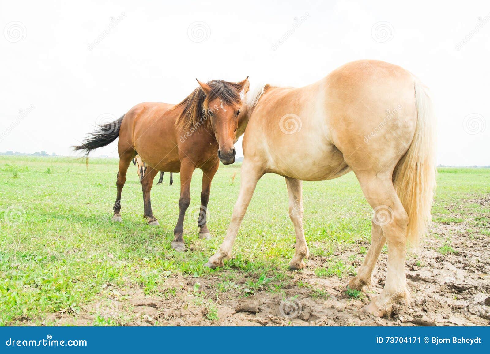 European horse stock image. Image of buildings, closeups 73704171