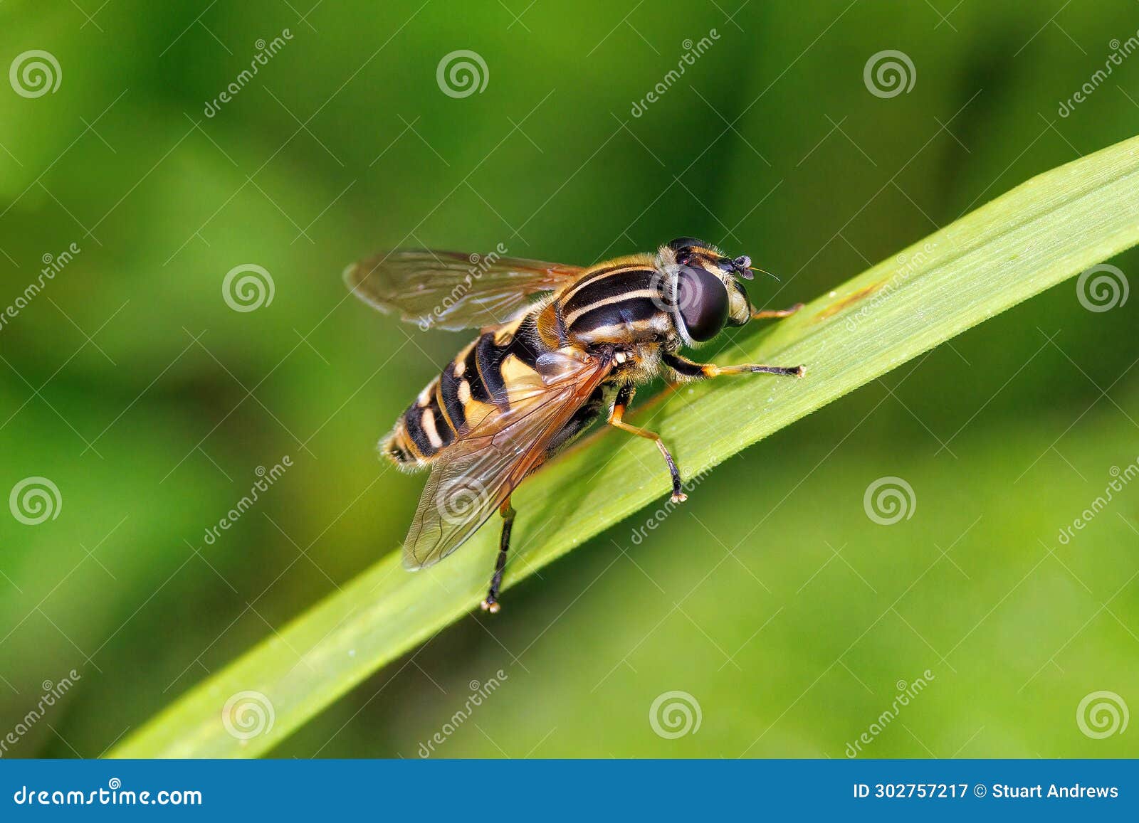 european hoverfly - helophilus pendulus at rest.