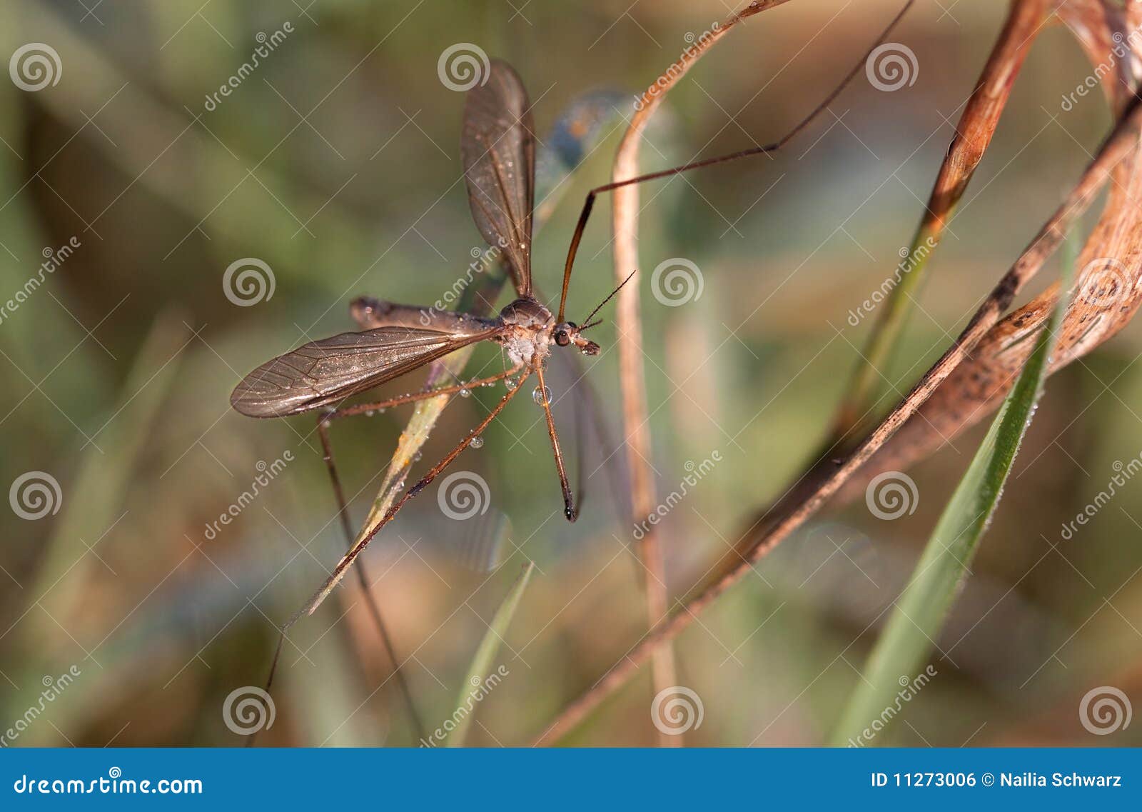european large crane fly, tipula maxima