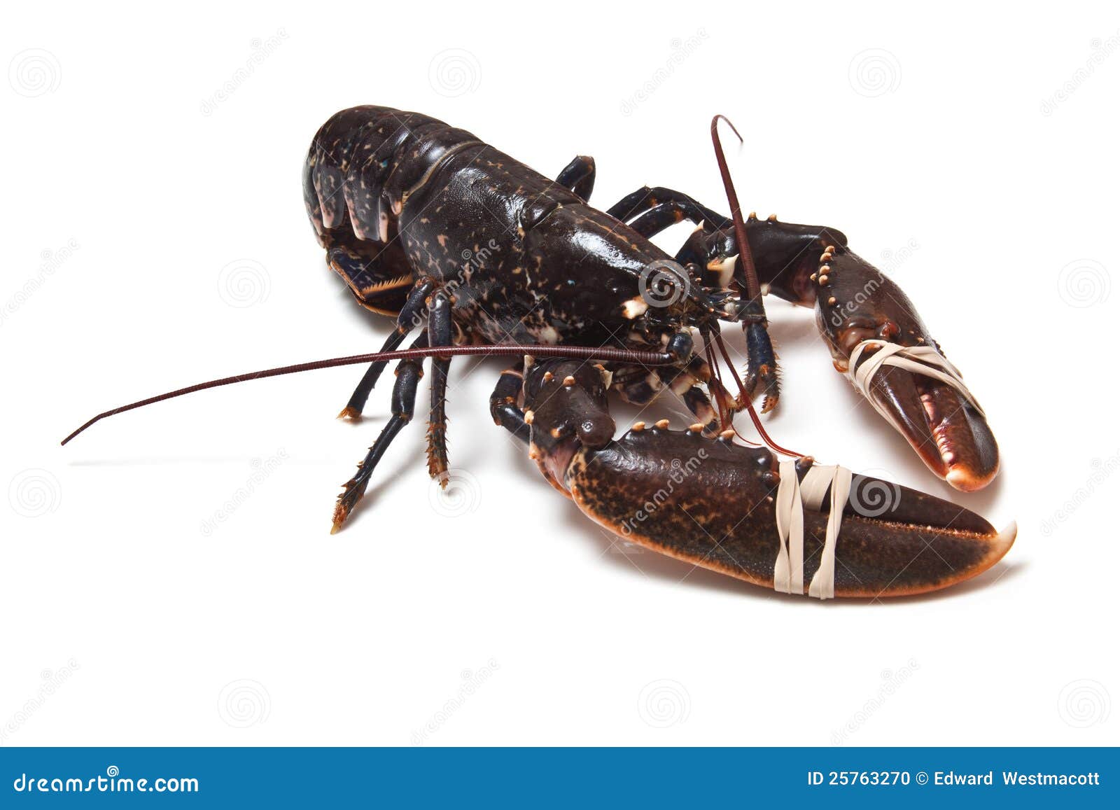 European Lobster stock photo. Image of gourmet, crustacean 25763270