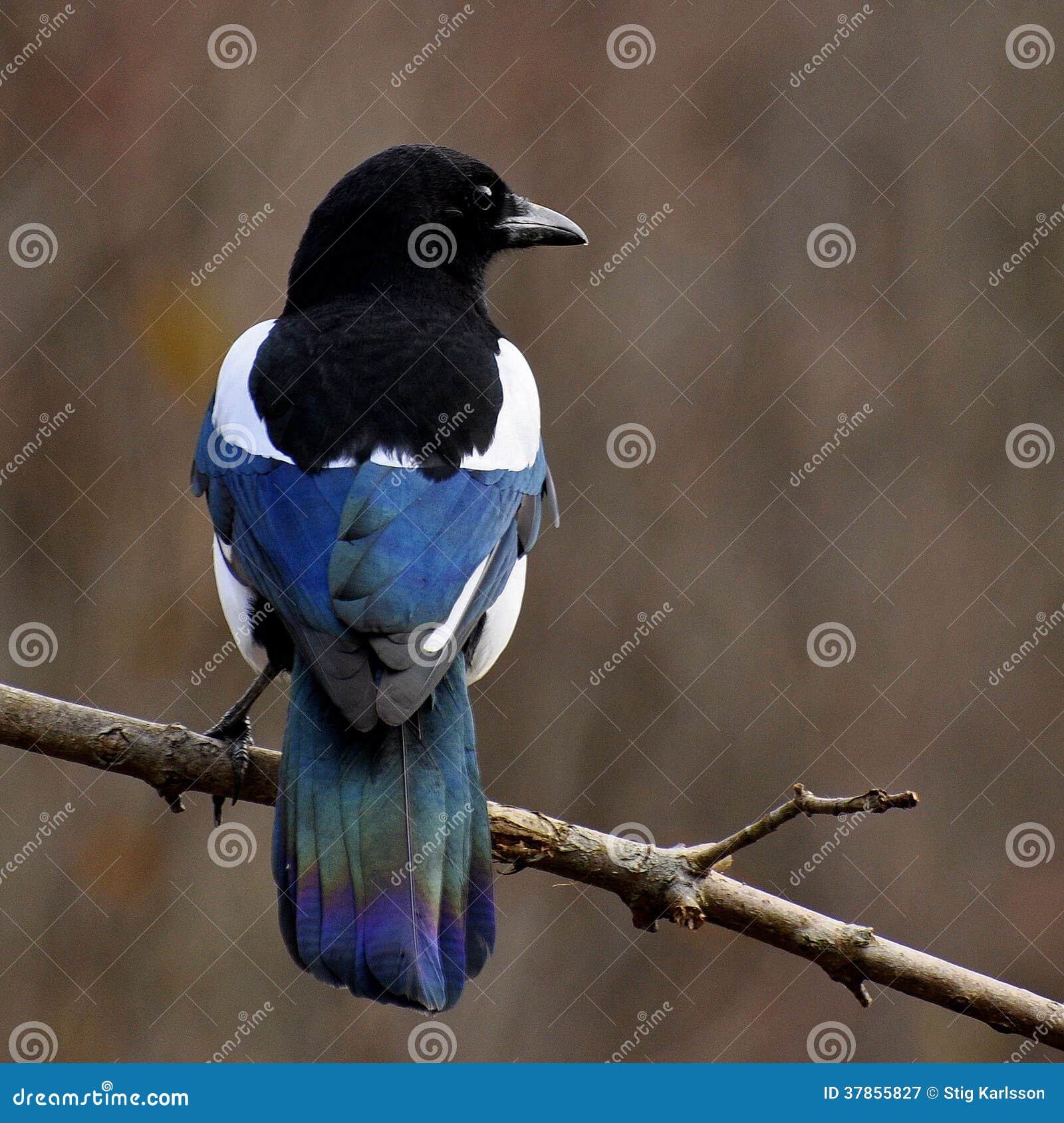 european magpie, pica pica on backside