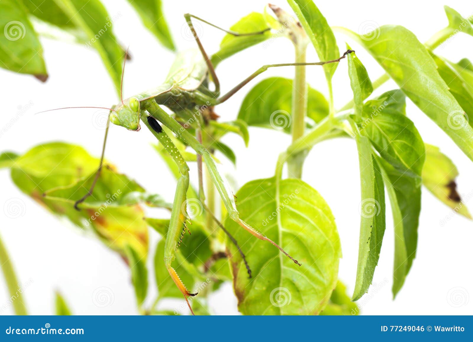 european mantis or praying mantis, mantis religiosa, on plant. i