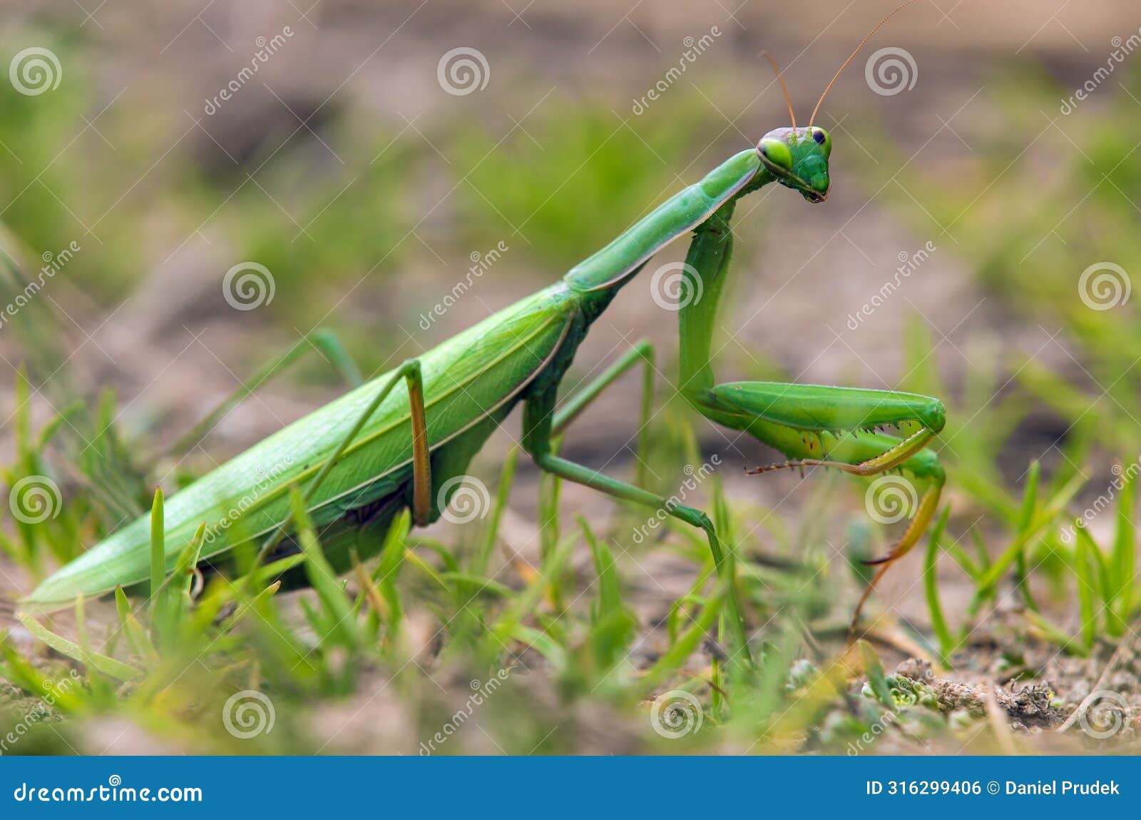 european mantis or praying mantis, mantis religiosa