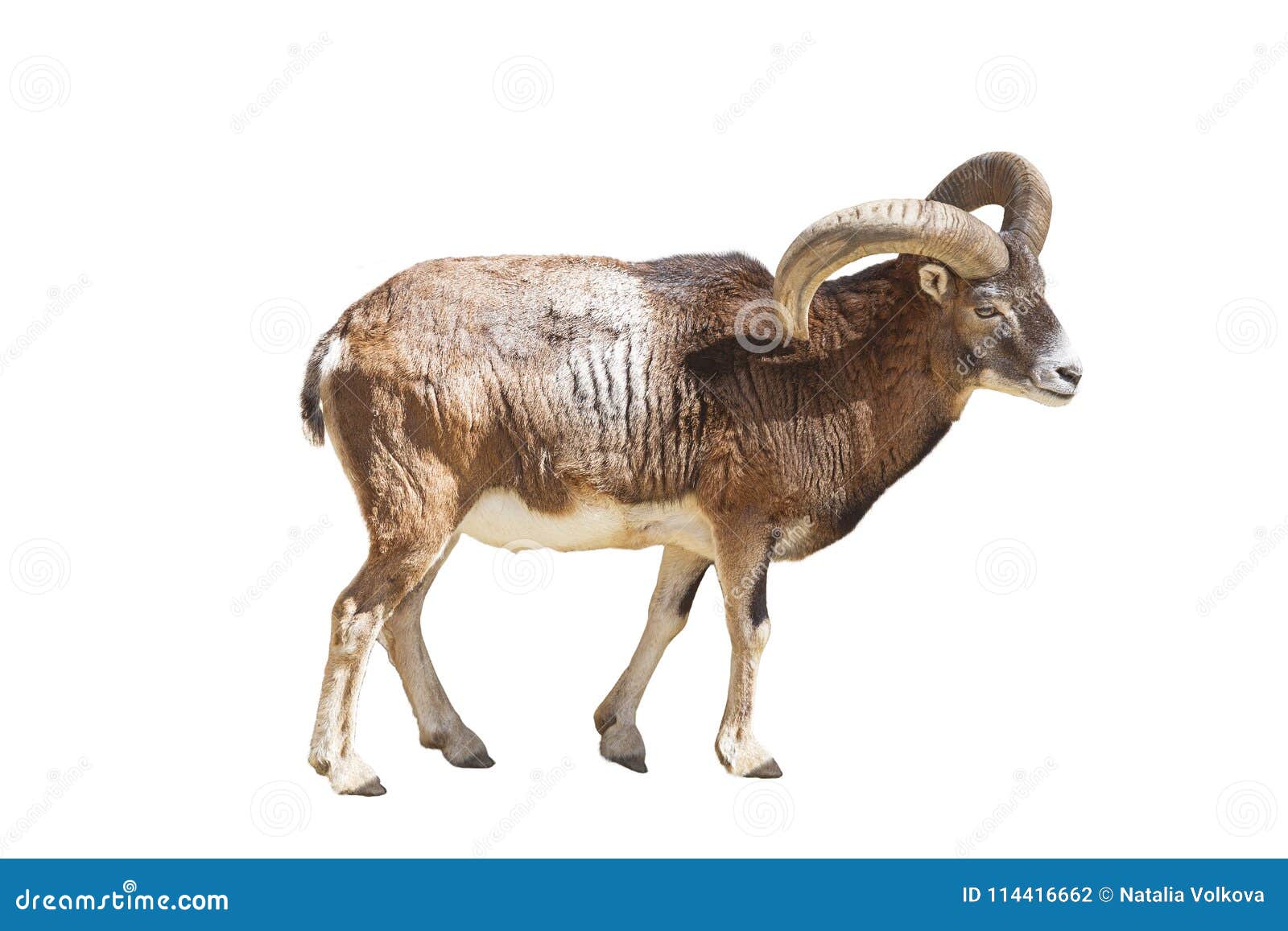 the european moufflon is a ruminant cloven-hoofed animal of the sheep genus 